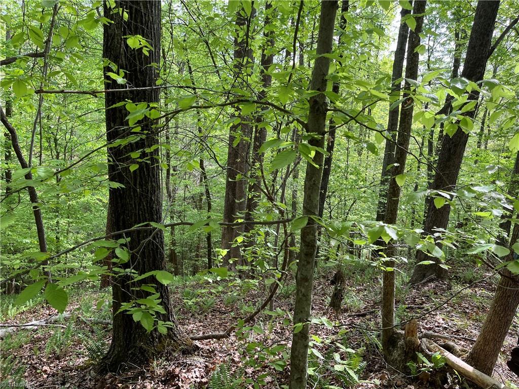 0 Sheets Trail Property Photo 5