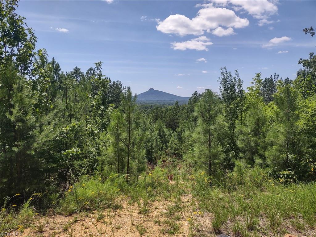 0 Pine Tree Drive Property Photo 1