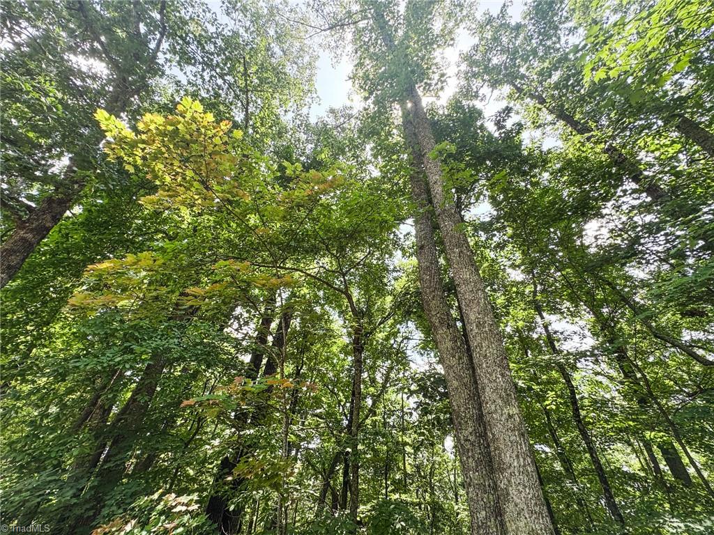 Tbd Timber Ridge Road Property Photo 11