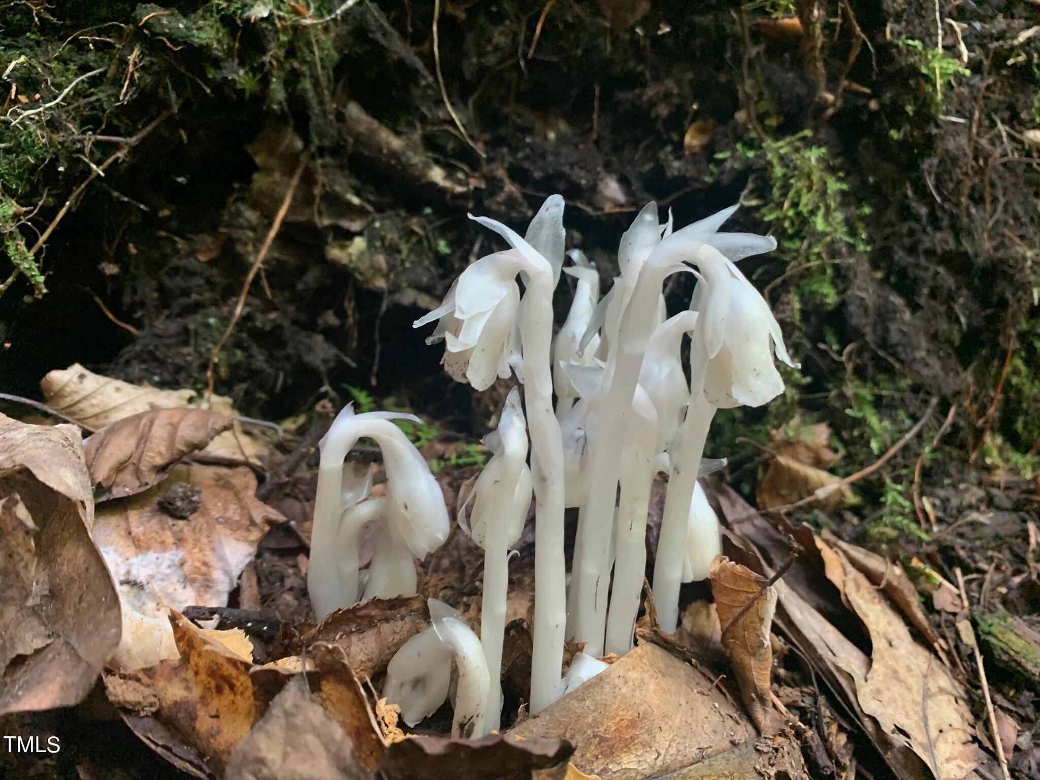 01c Monotropa Trail Property Photo 17