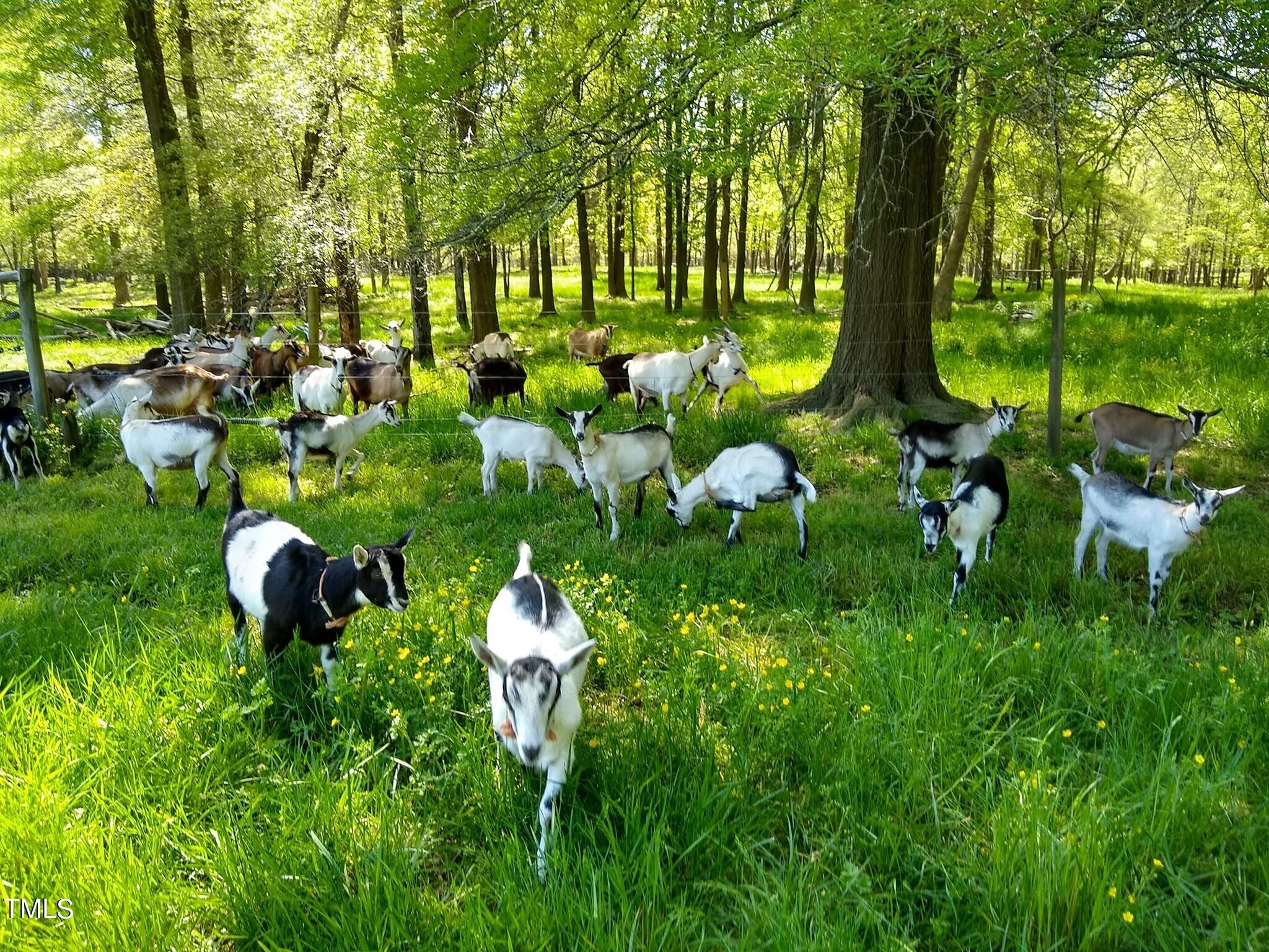 144 Celebrity Dairy Way Property Photo 2