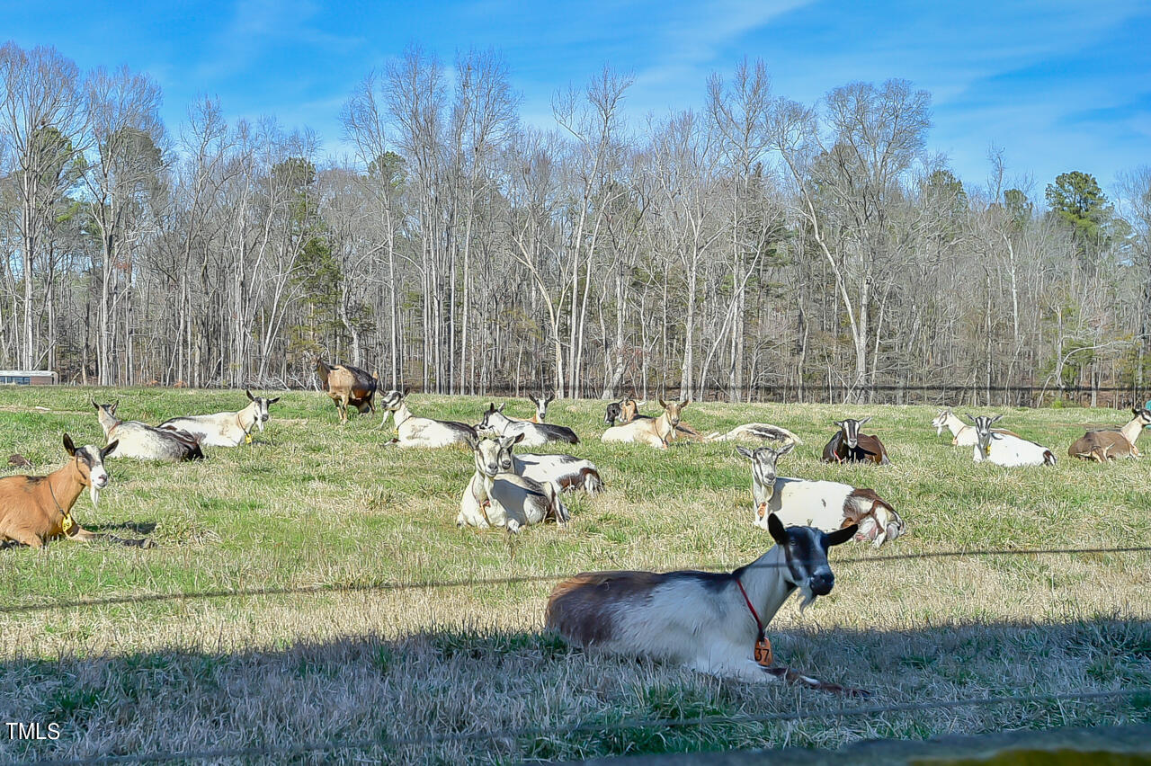 144 Celebrity Dairy Way Property Photo 72