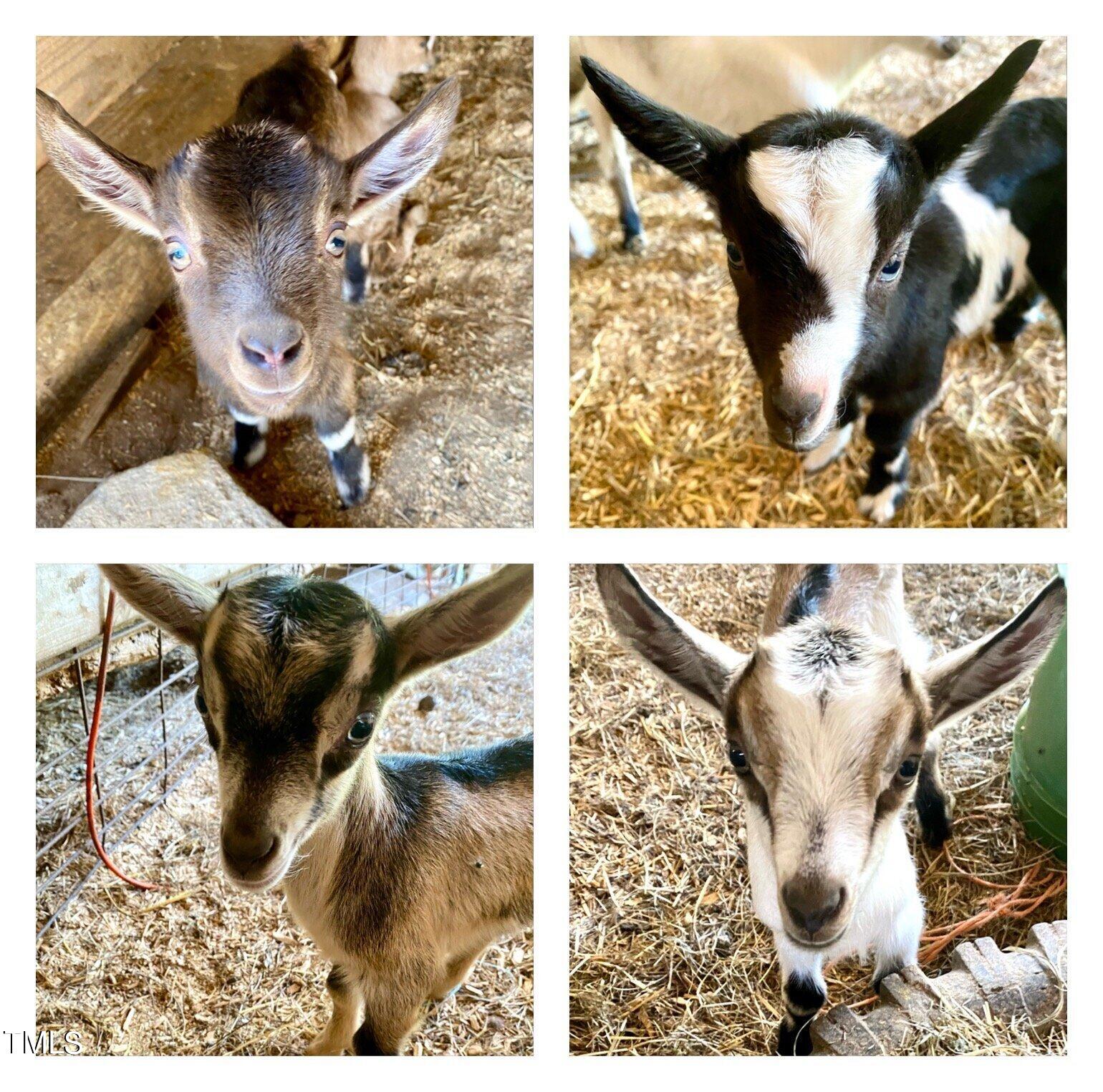 144 Celebrity Dairy Way Property Photo 79