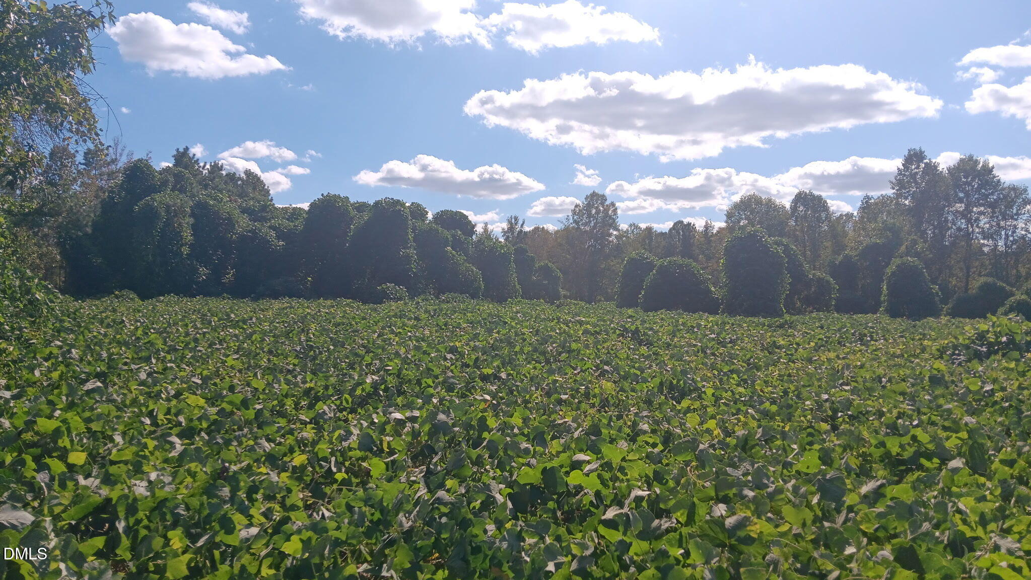 0 Cypress Creek Drive Property Photo 3