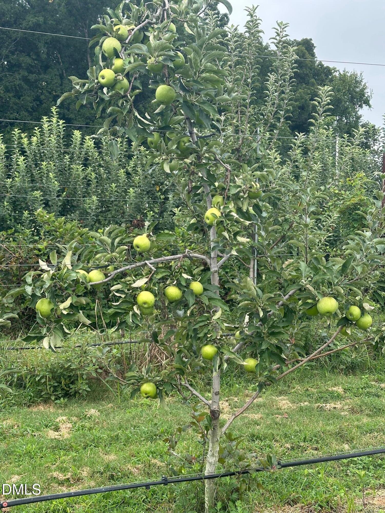 502 John Jones Road Property Photo 18