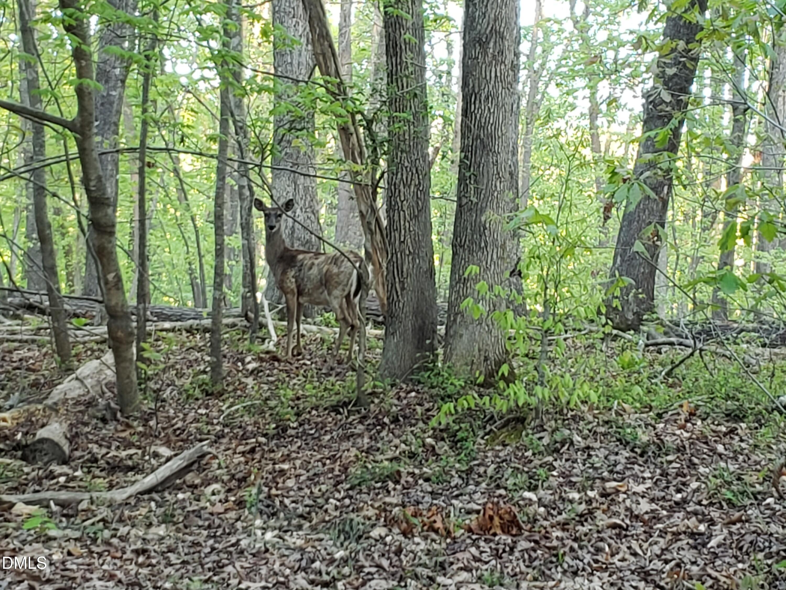Lot 2 Deer Run Trail Property Photo 1