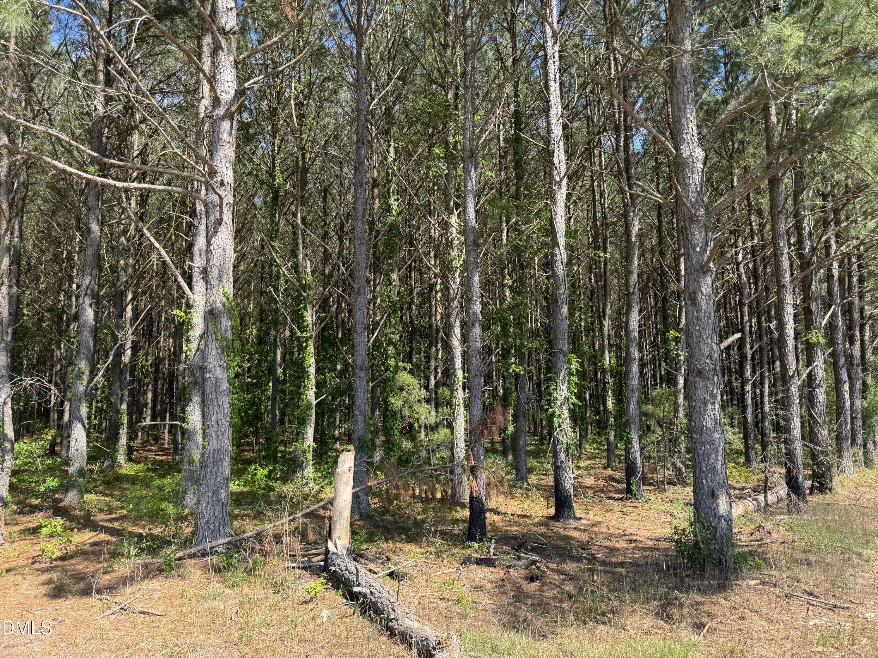 0 Stevens Sausage Road Property Photo 7