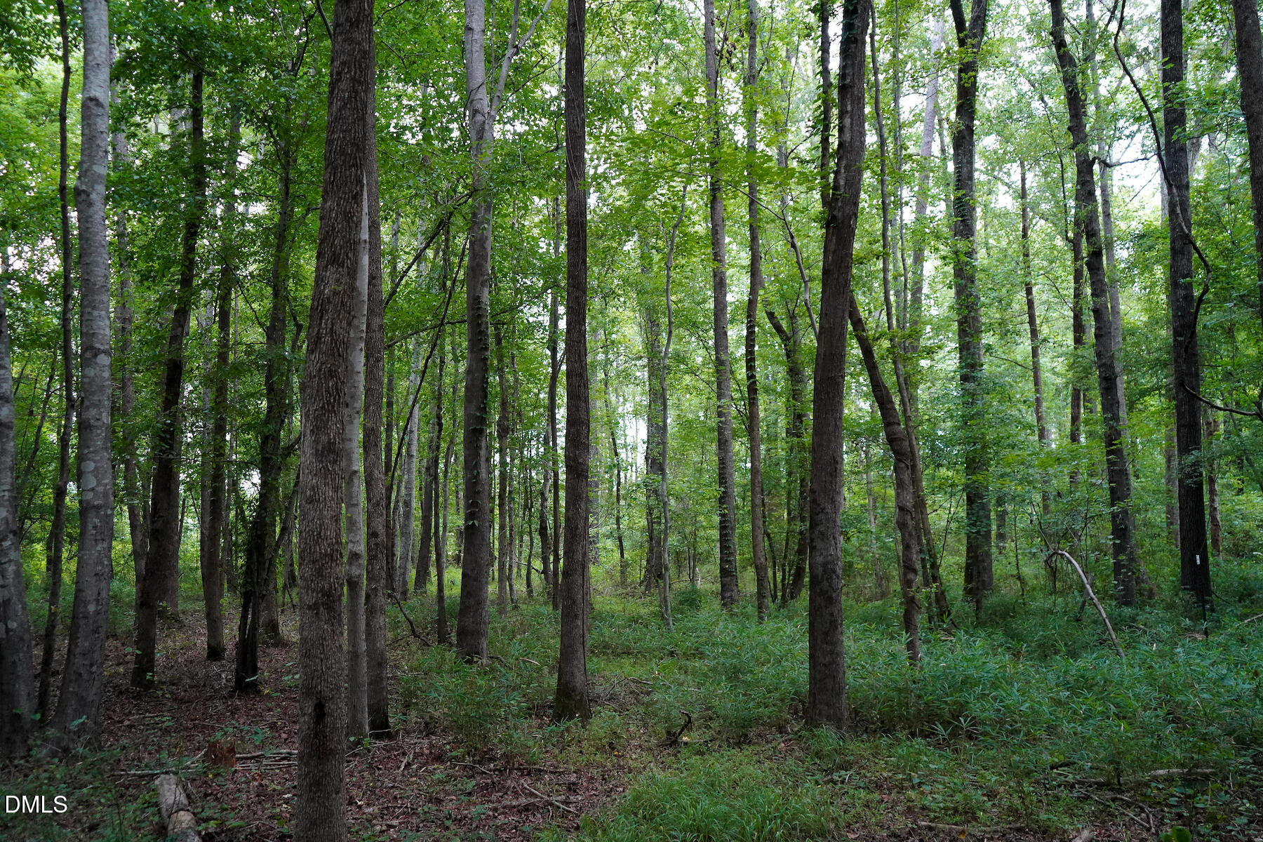 19.2 Acres Bunnlevel Erwin Road Property Photo 18