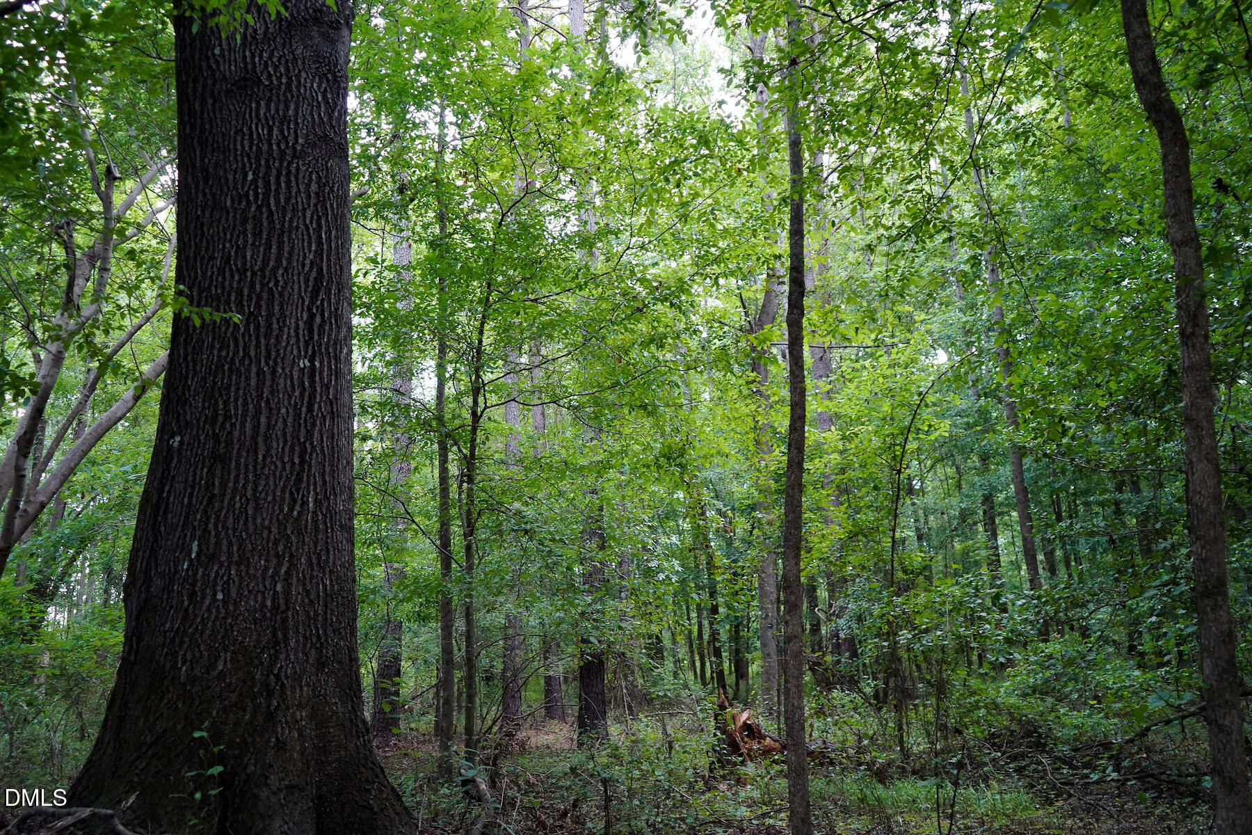 19.2 Acres Bunnlevel Erwin Road Property Photo 19