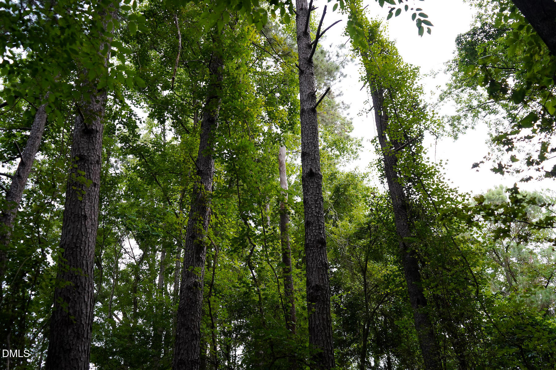 19.2 Acres Bunnlevel Erwin Road Property Photo 20