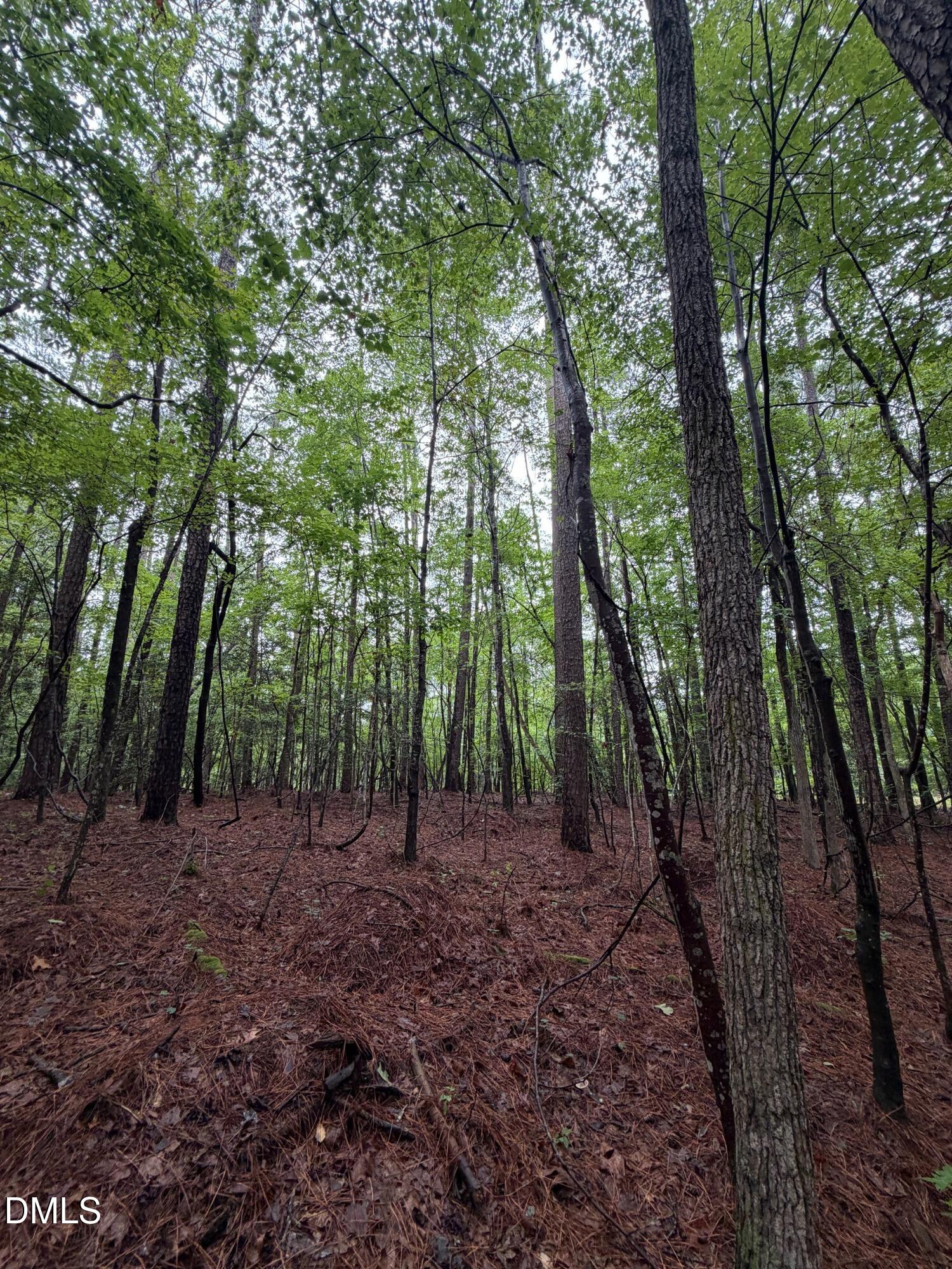Lot 5 Claude Lewis Road Property Photo 13