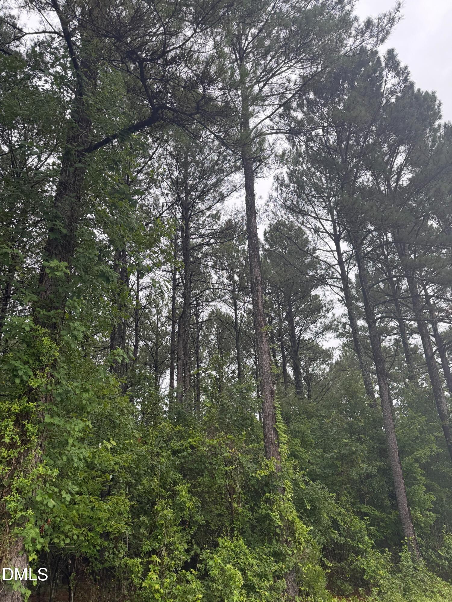 Lot 4 Claude Lewis Road Property Photo 6