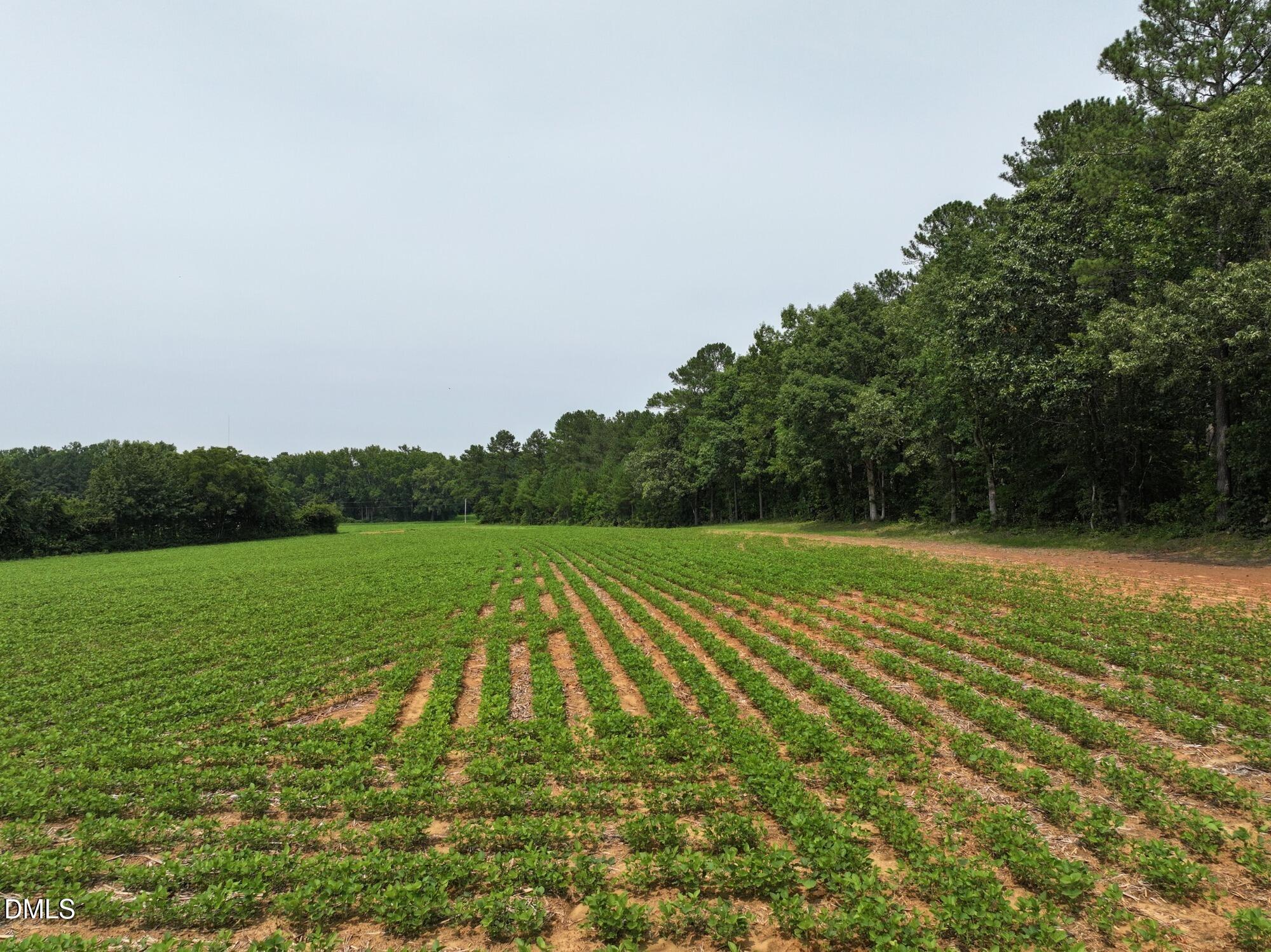 Lot 4 Claude Lewis Road Property Photo 11