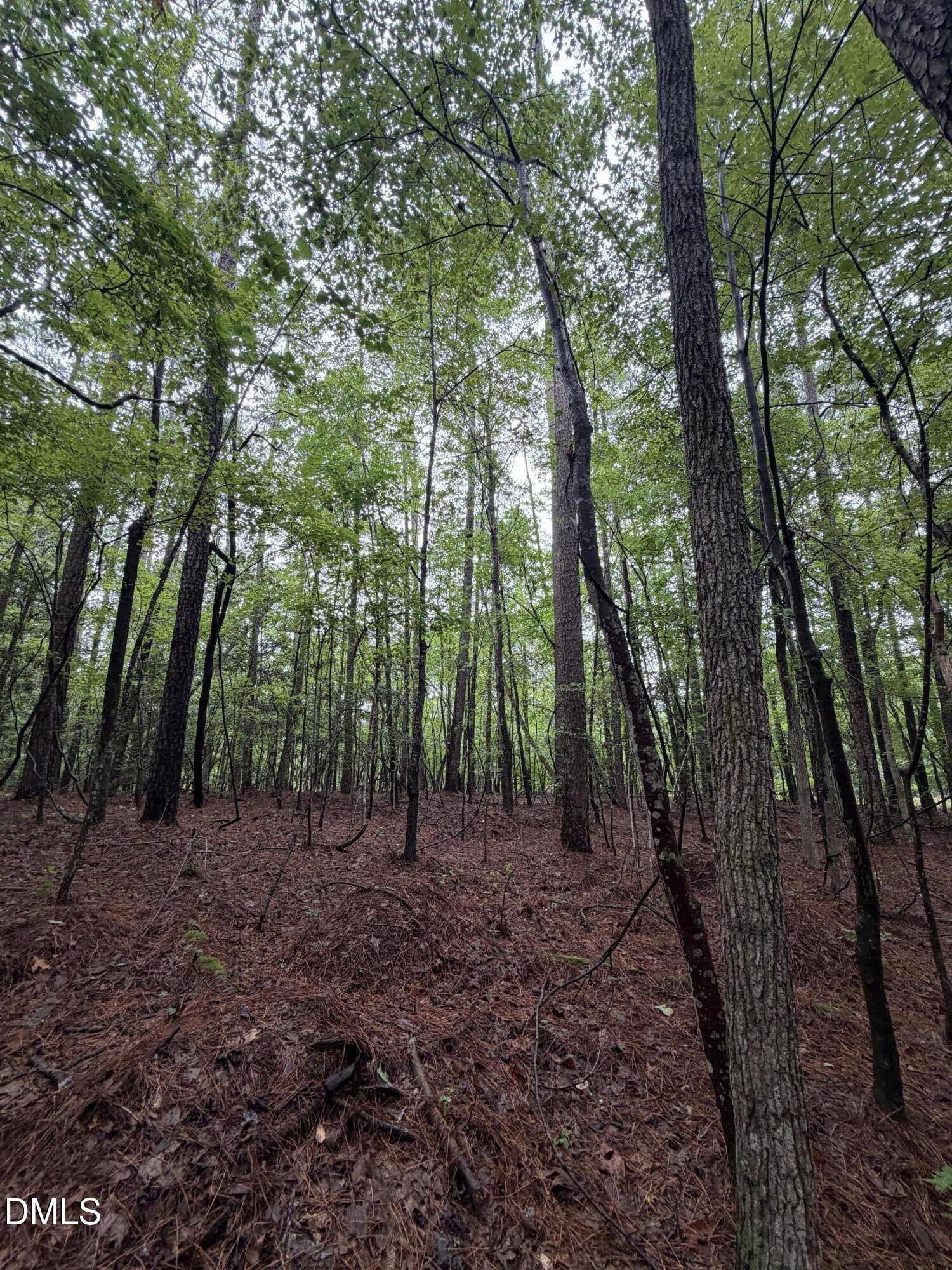 Lot 4 Claude Lewis Road Property Photo 12