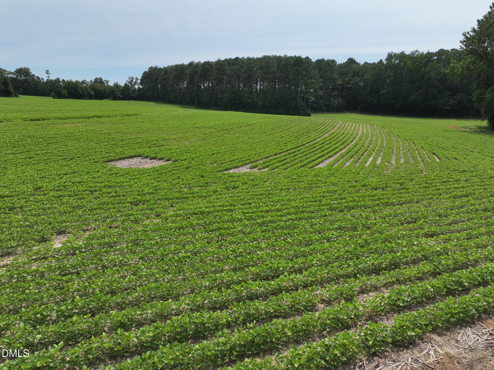 Lot 3 Claude Lewis Road Property Photo 5