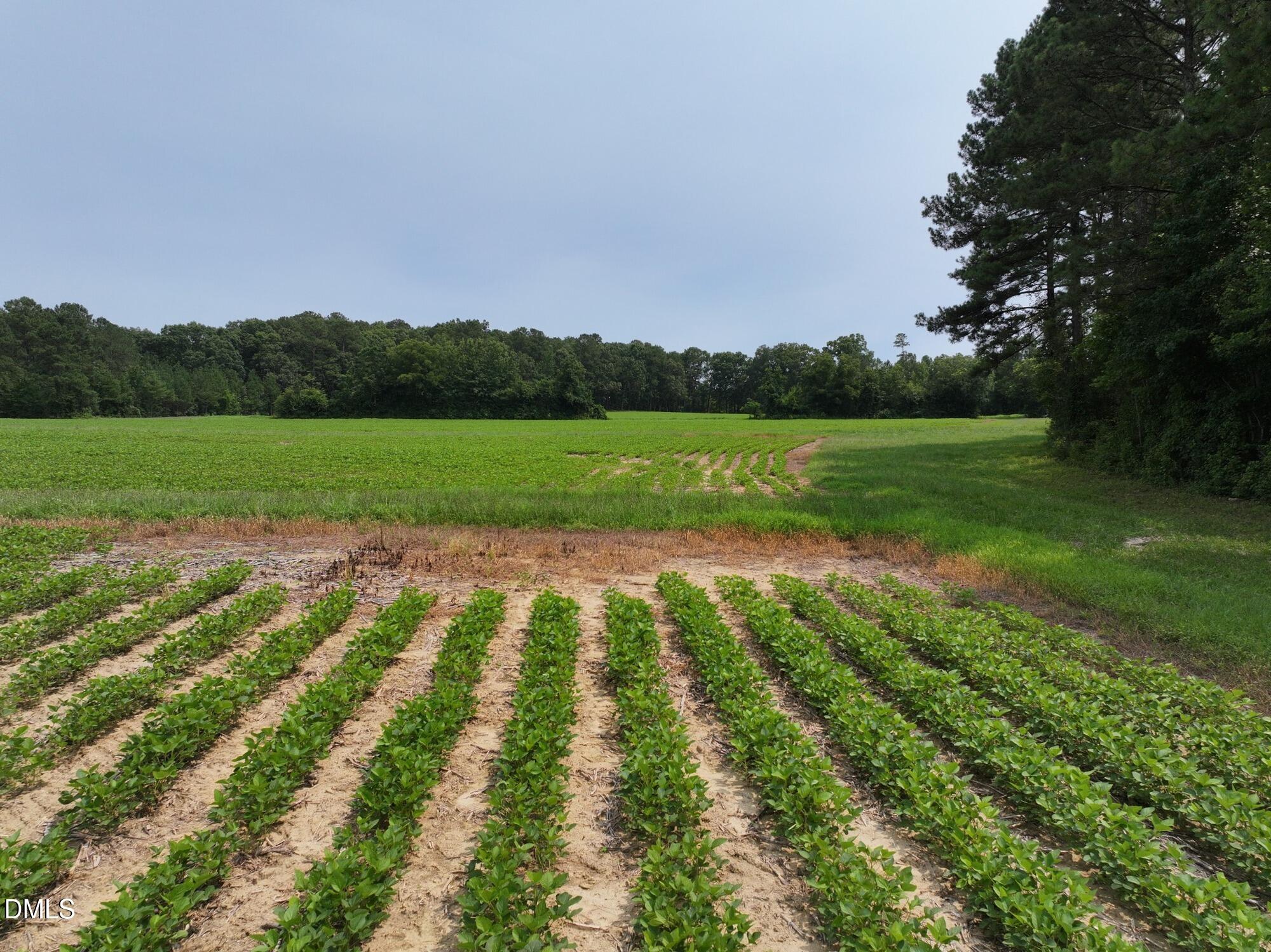 Lot 3 Claude Lewis Road Property Photo 7