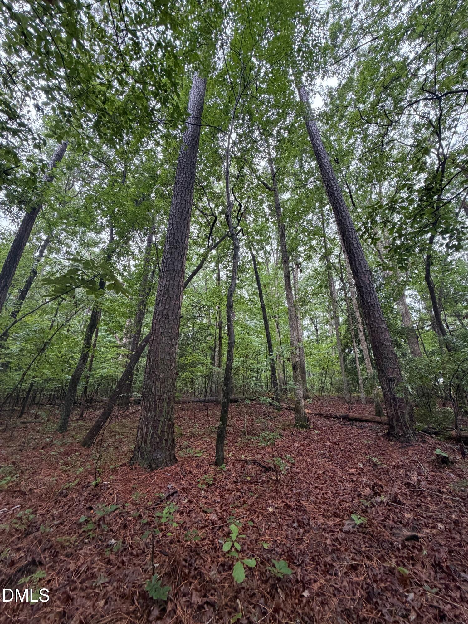 Lot 2 Claude Lewis Road Property Photo 9