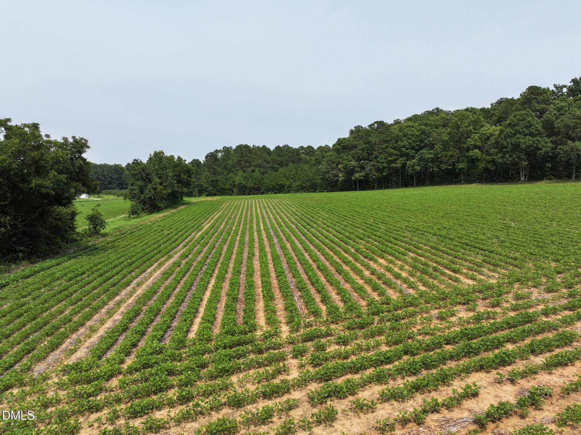 Lot 2 Claude Lewis Road Property Photo 14