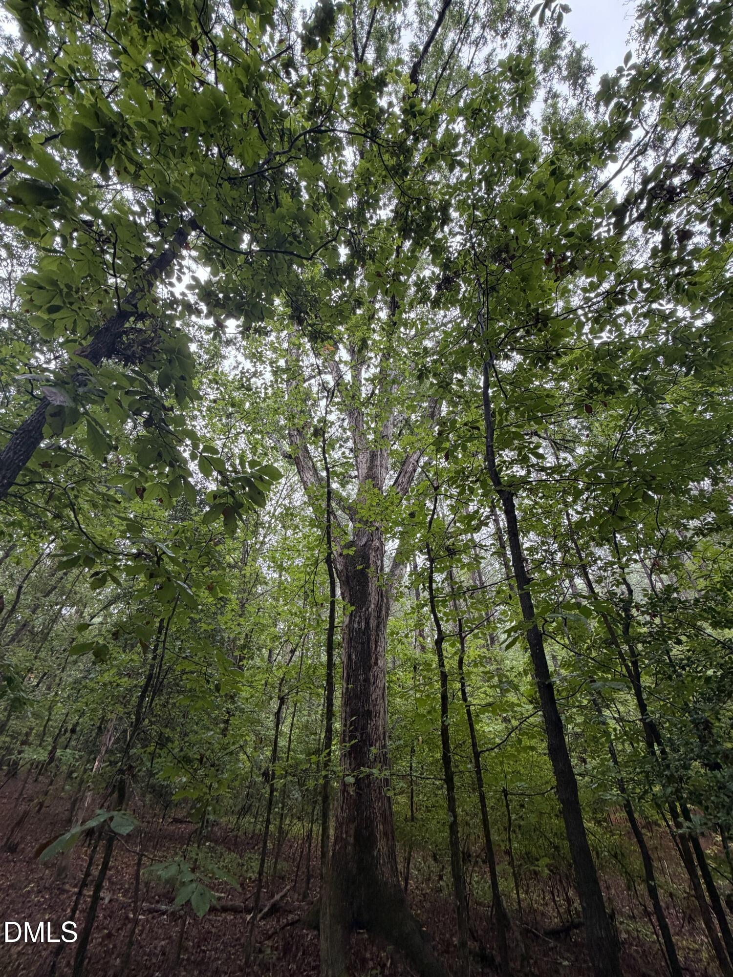 Lot 1 Claude Lewis Road Property Photo 10