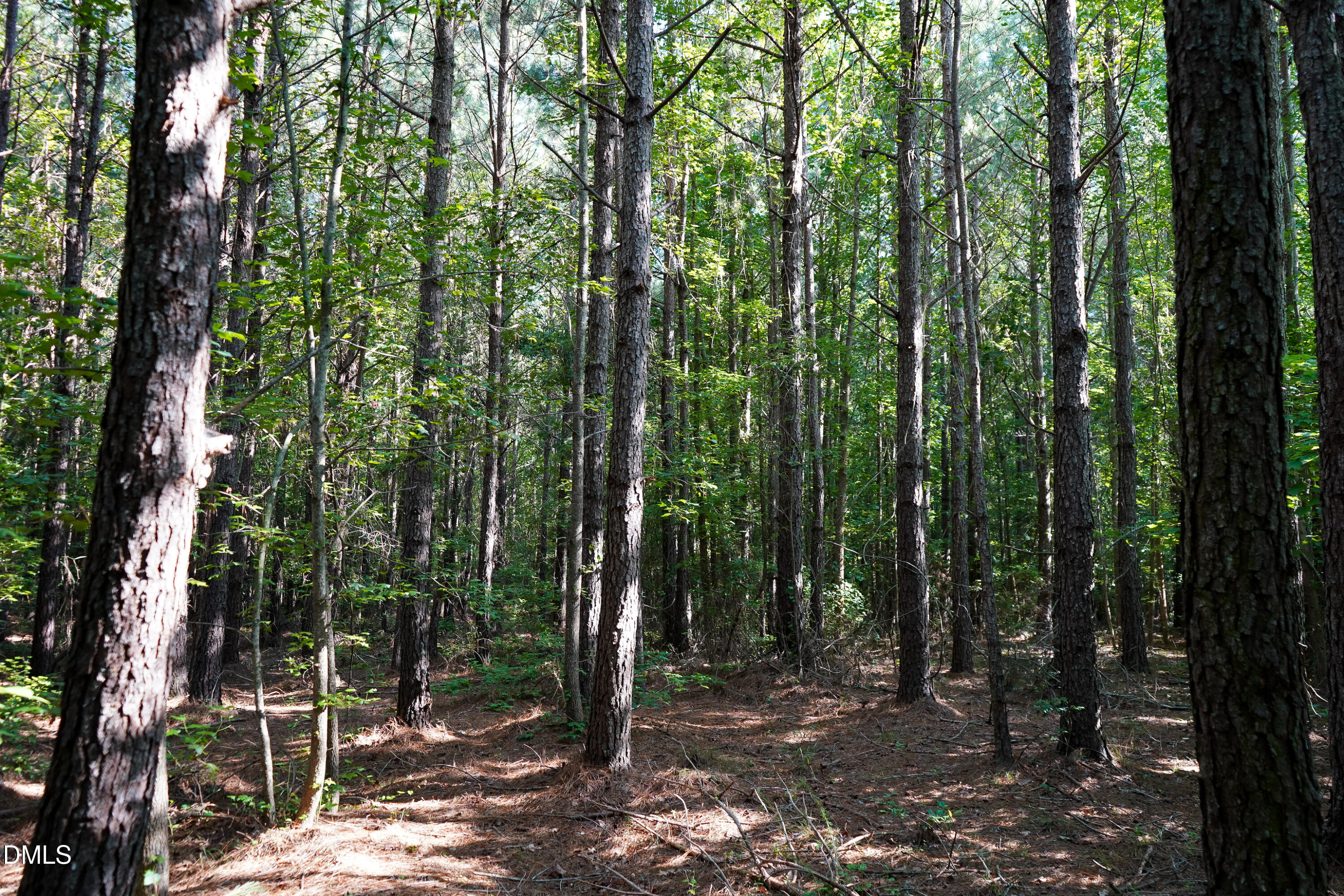 38 Acres Timberlake Road Property Photo 13