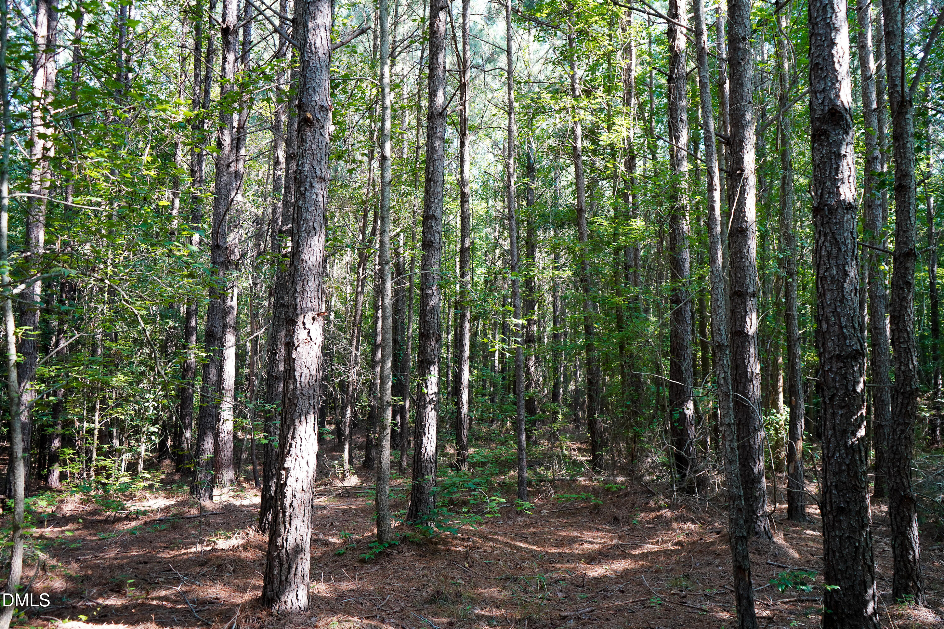 38 Acres Timberlake Road Property Photo 14