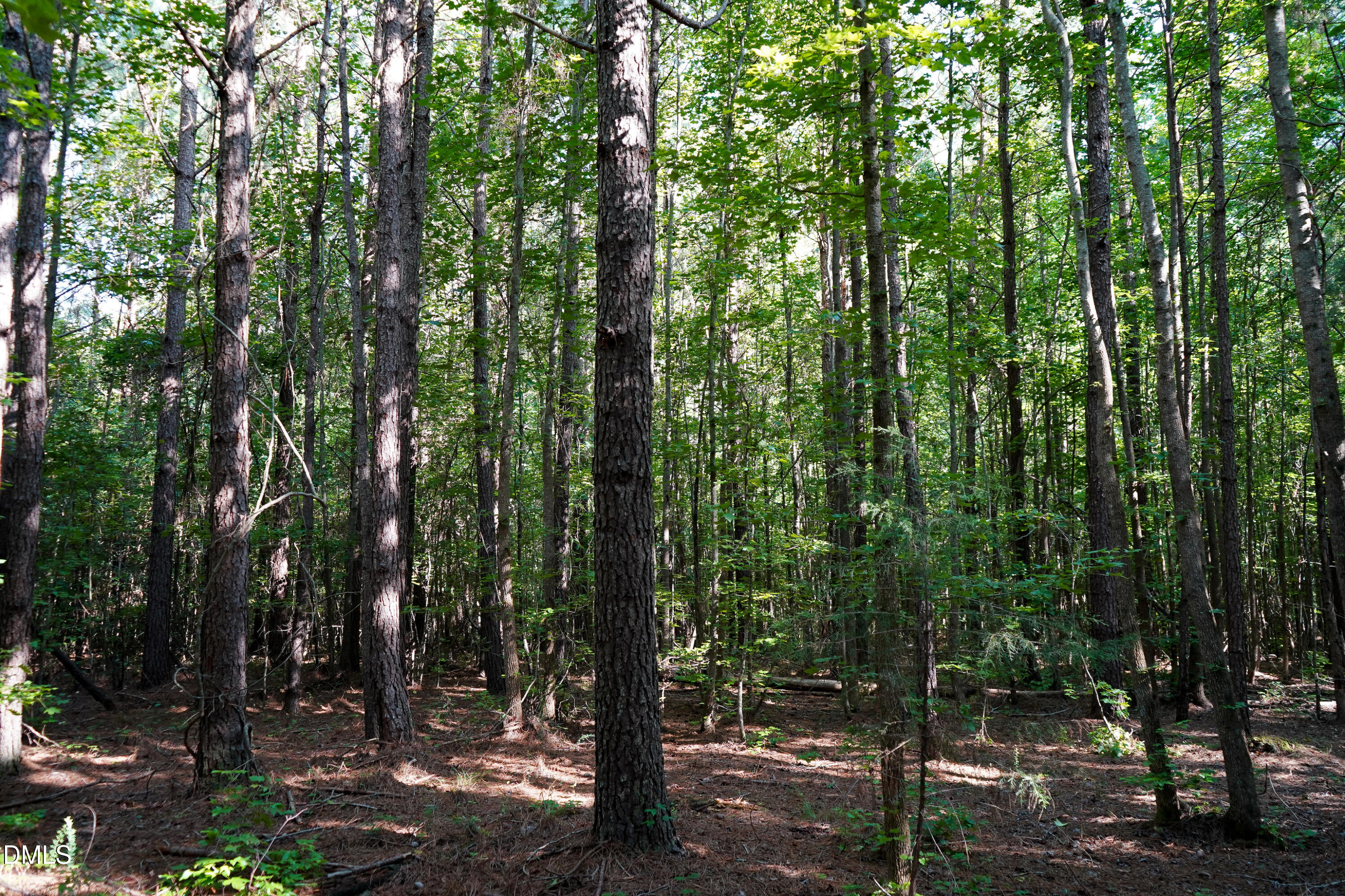 38 Acres Timberlake Road Property Photo 15