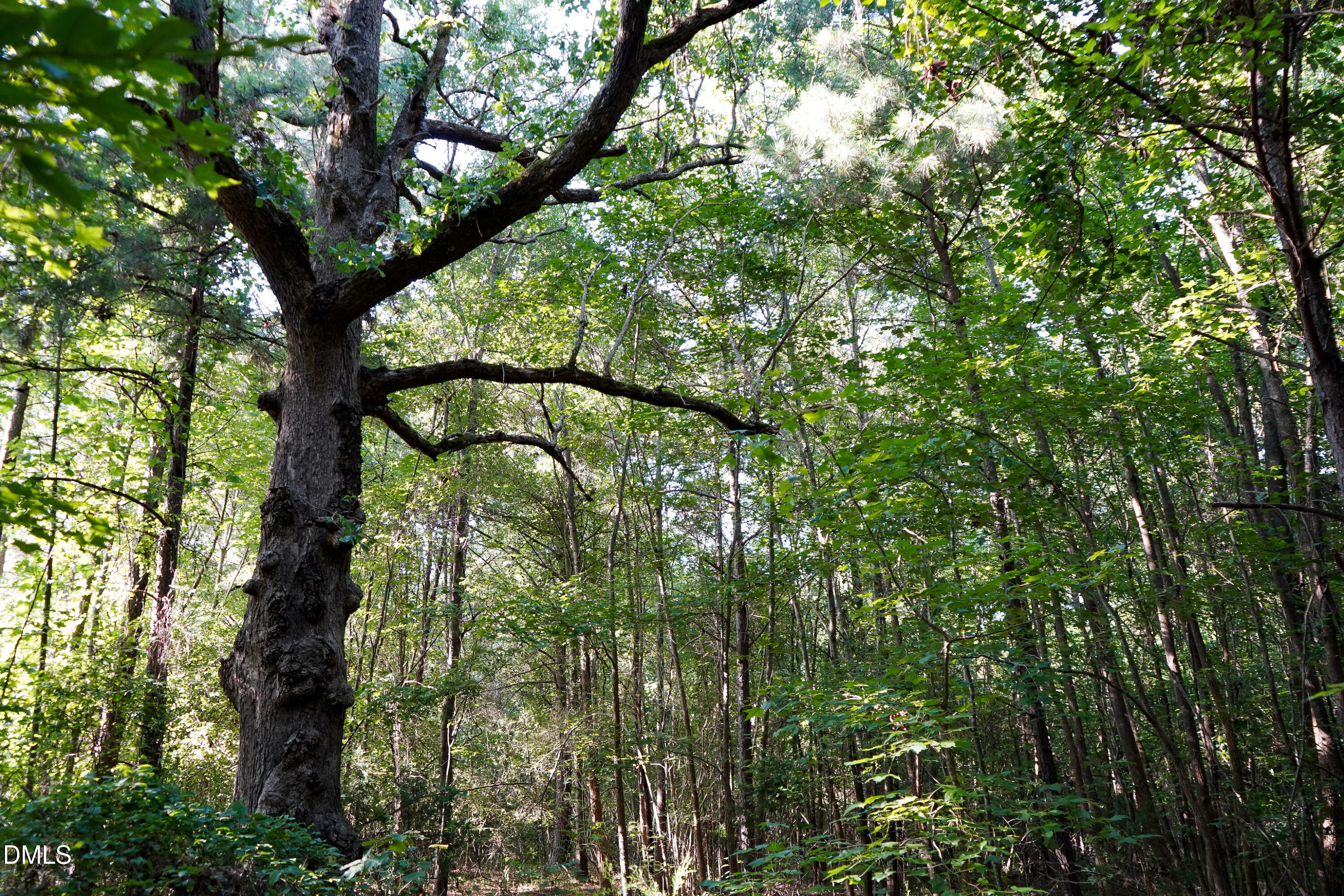 38 Acres Timberlake Road Property Photo 16