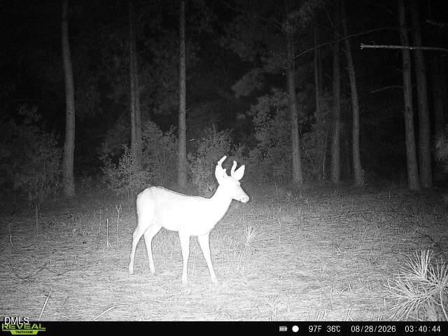 50 Cutoff Road Property Photo 44
