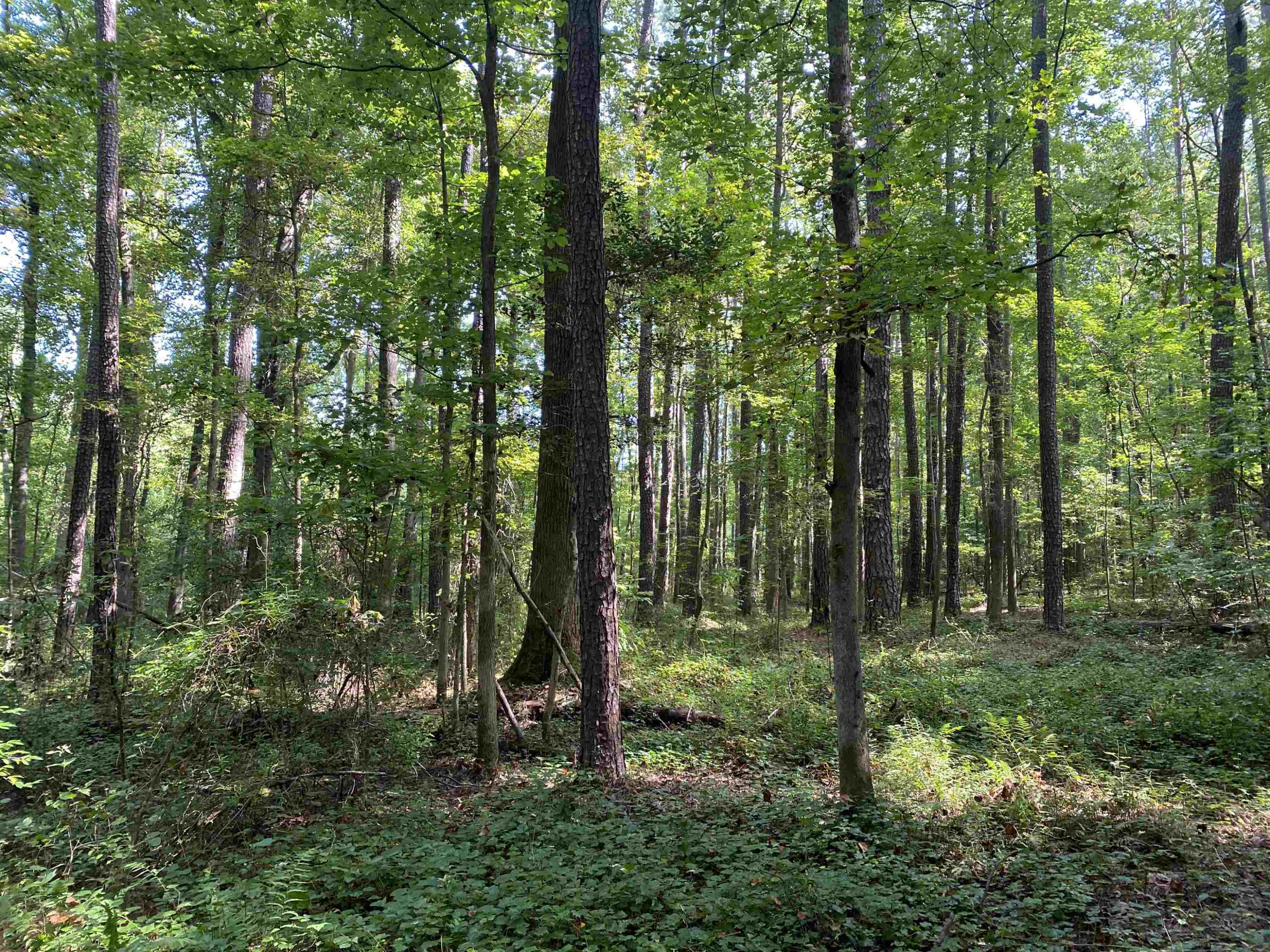 0 Old Stage Road Property Photo 8