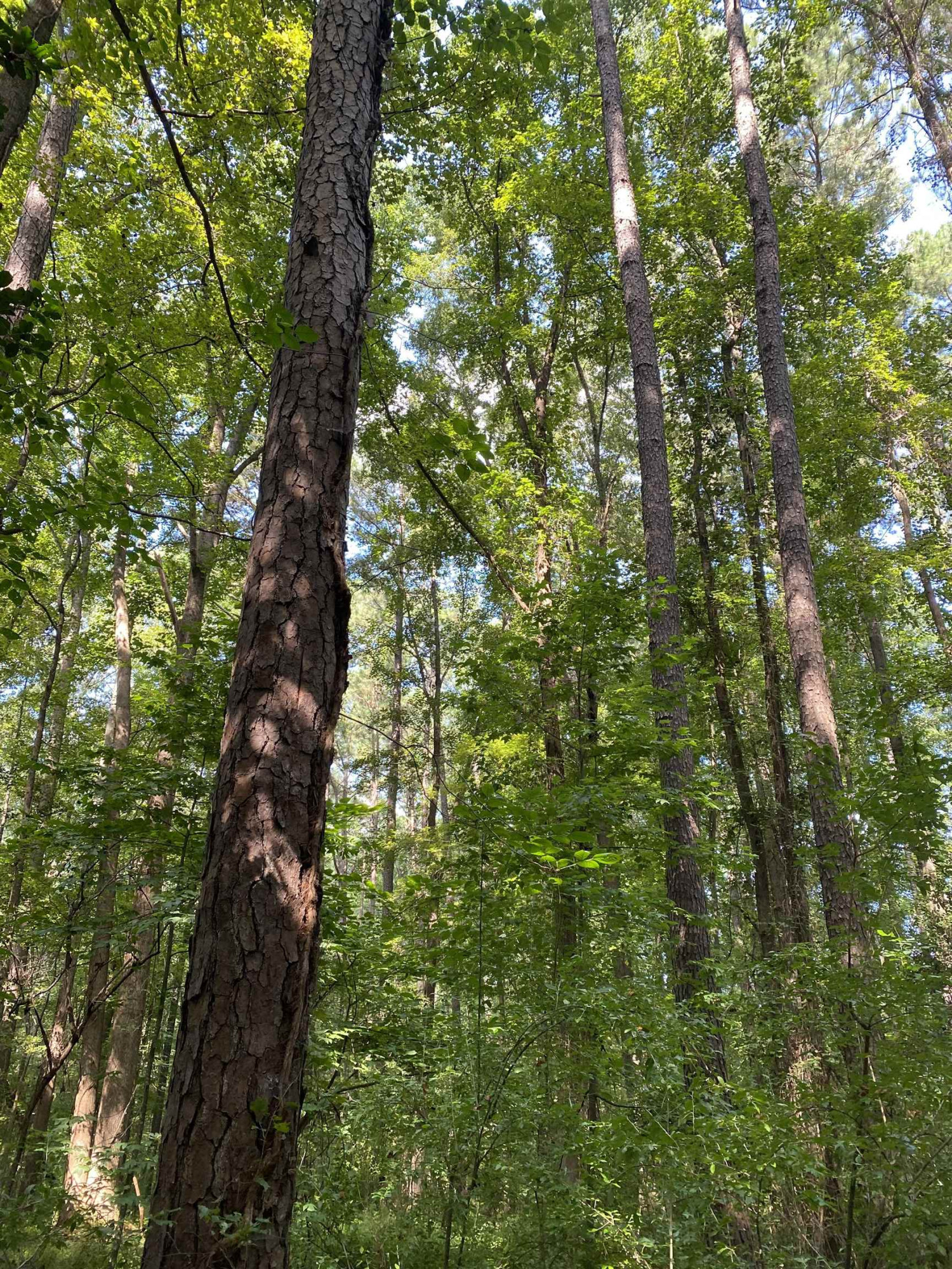 0 Old Stage Road Property Photo 9