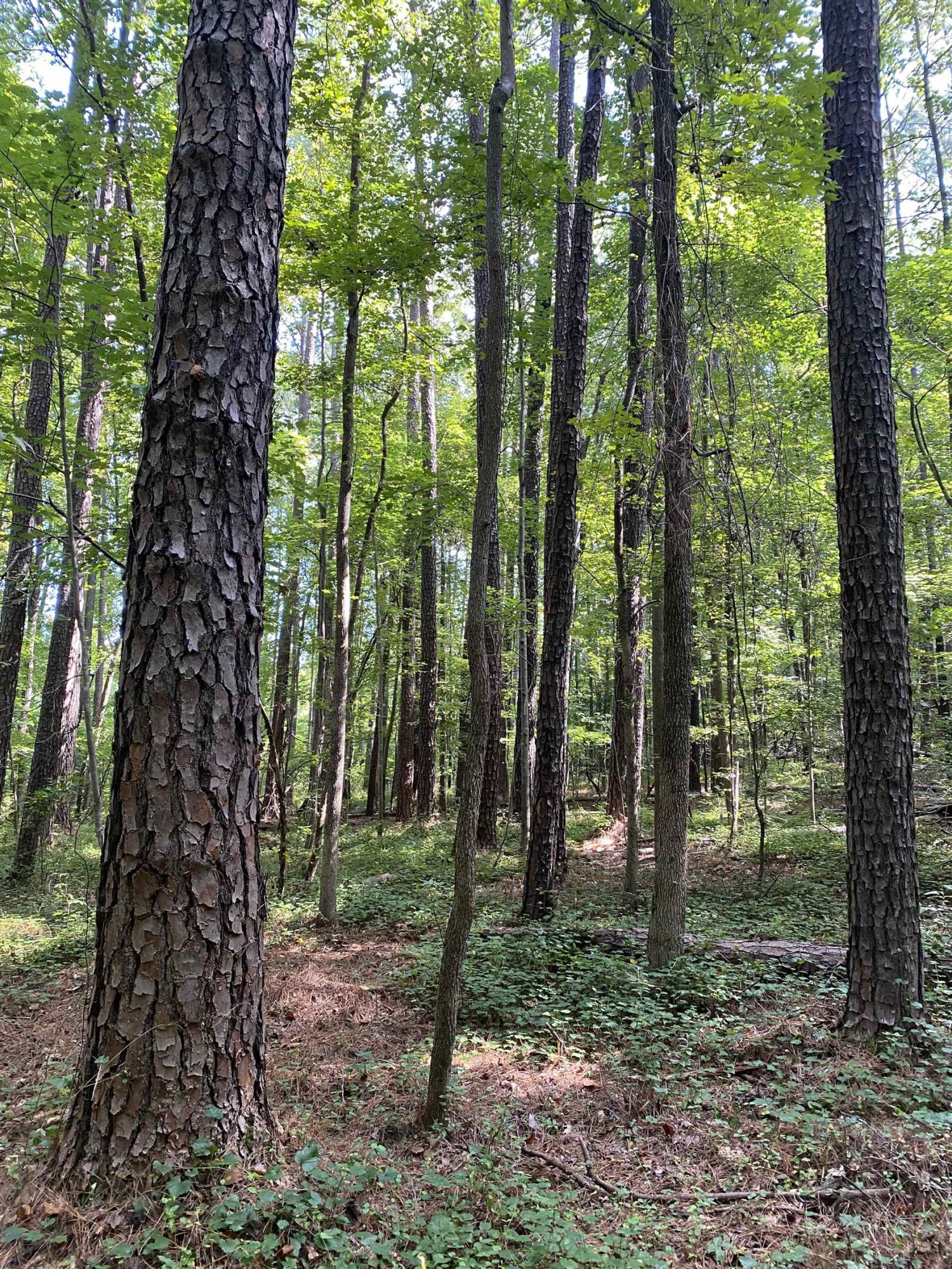 0 Old Stage Road Property Photo 10