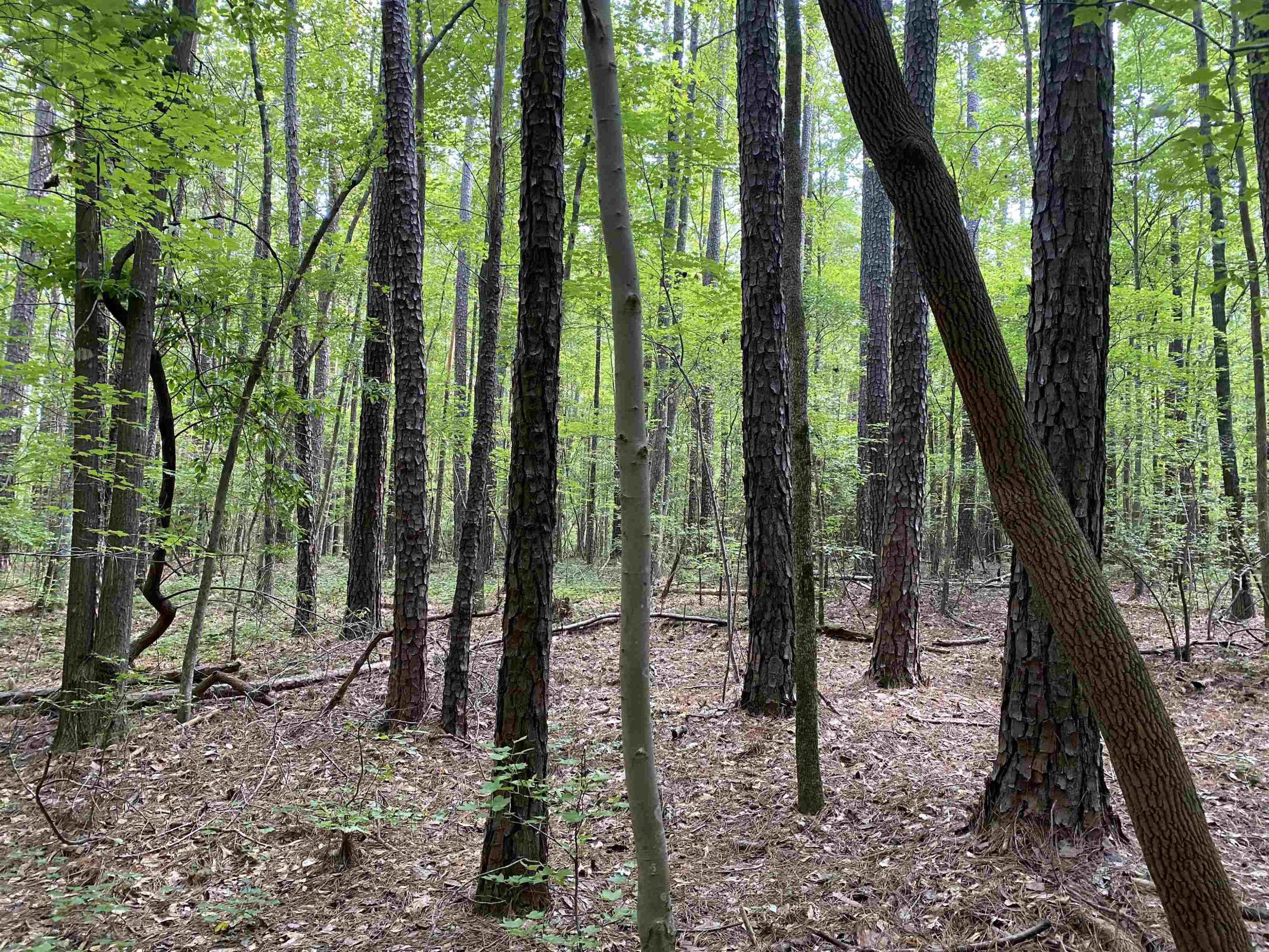0 Old Stage Road Property Photo 11