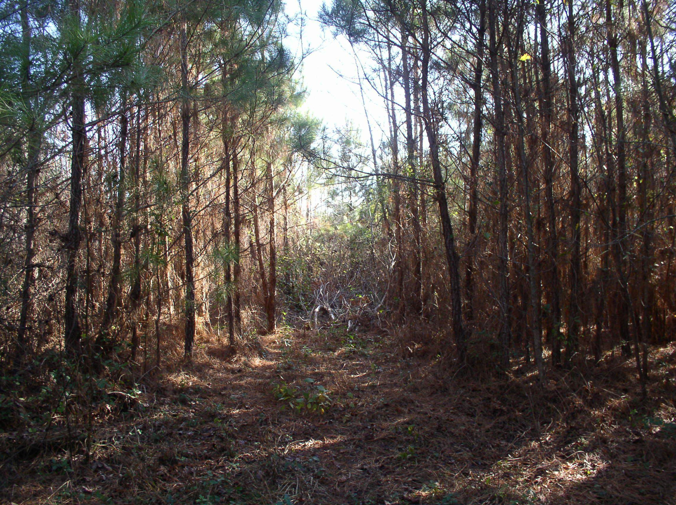 Luna Road Property Photo