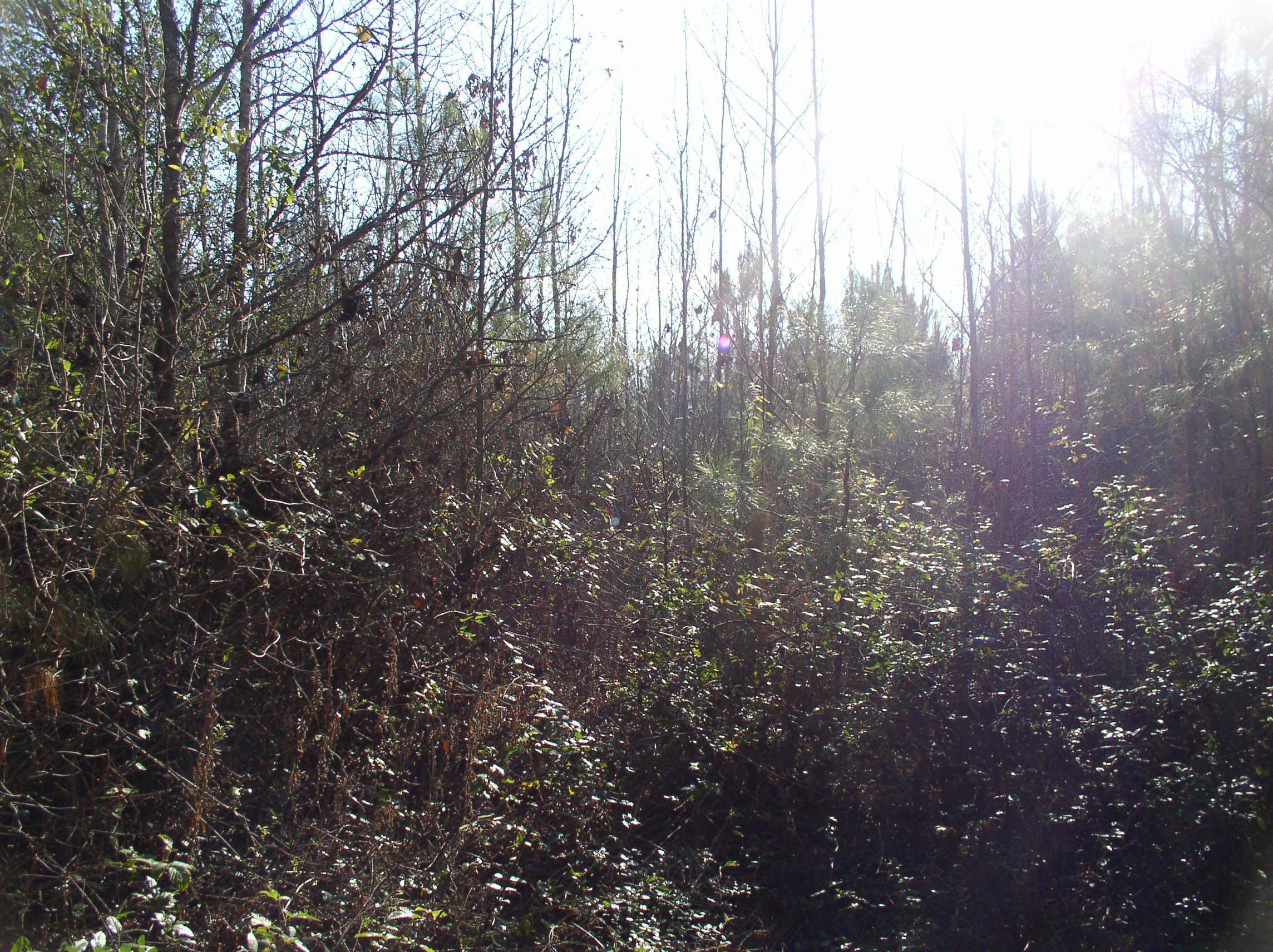 Luna Road Property Photo 2