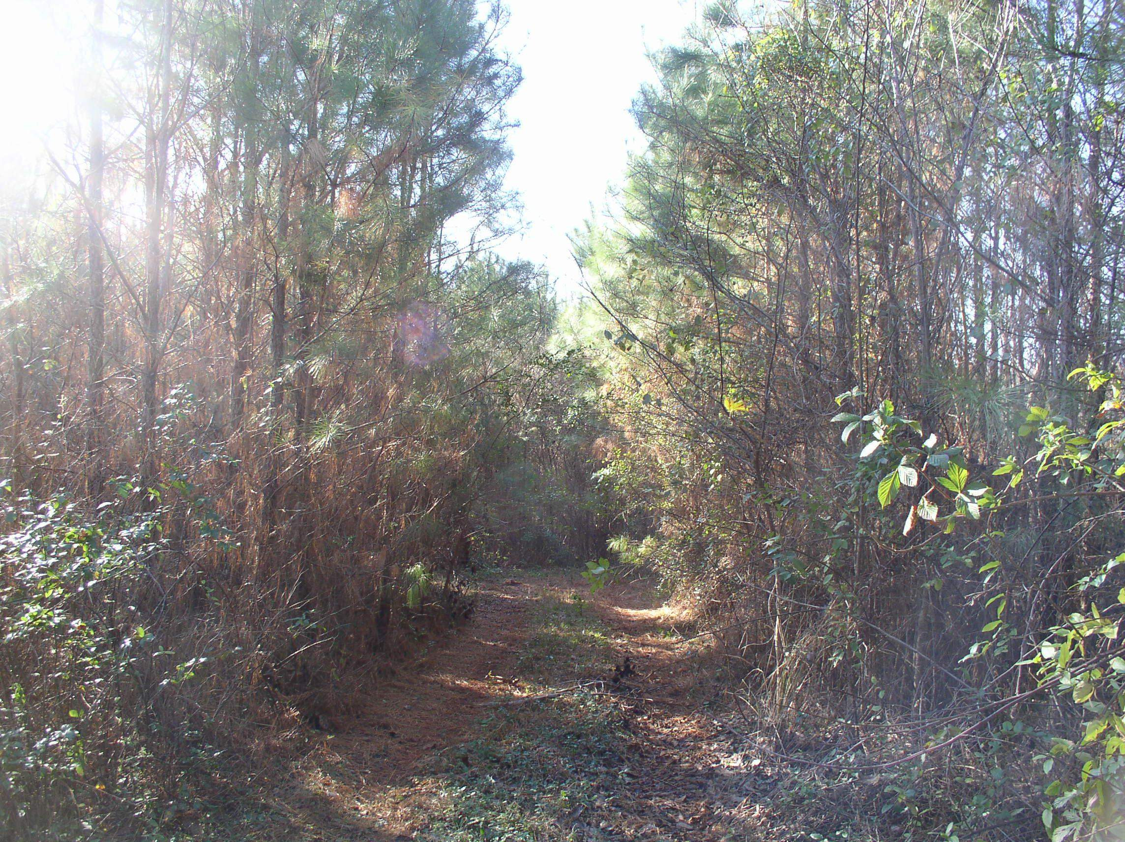 Luna Road Property Photo 4