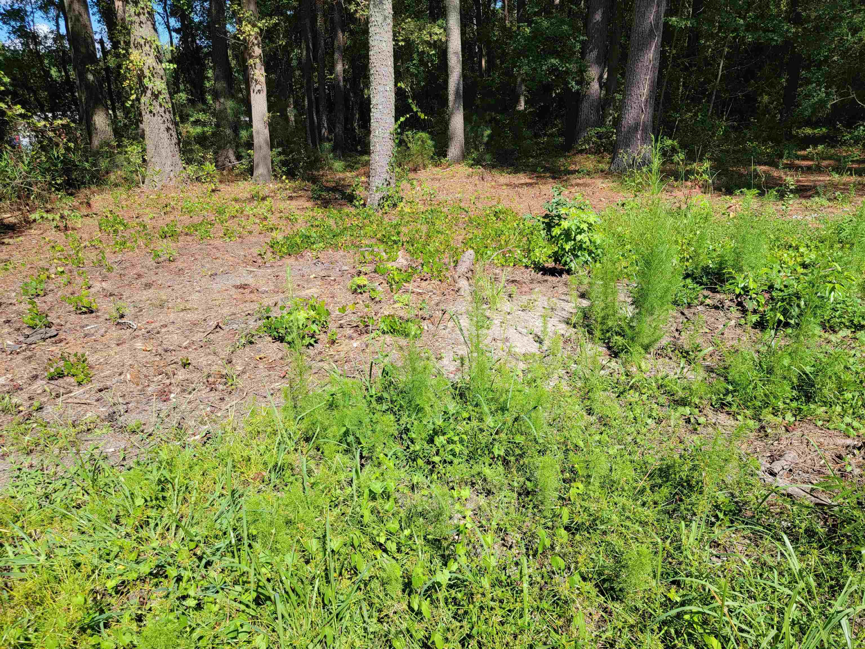 4001 Arlington Street Property Photo 11