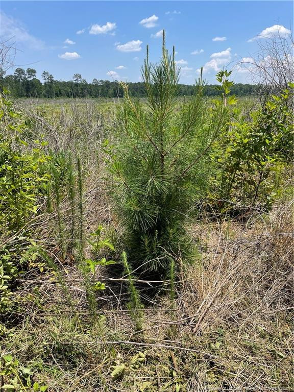 8511 Nc 210 Highway W Property Photo 10