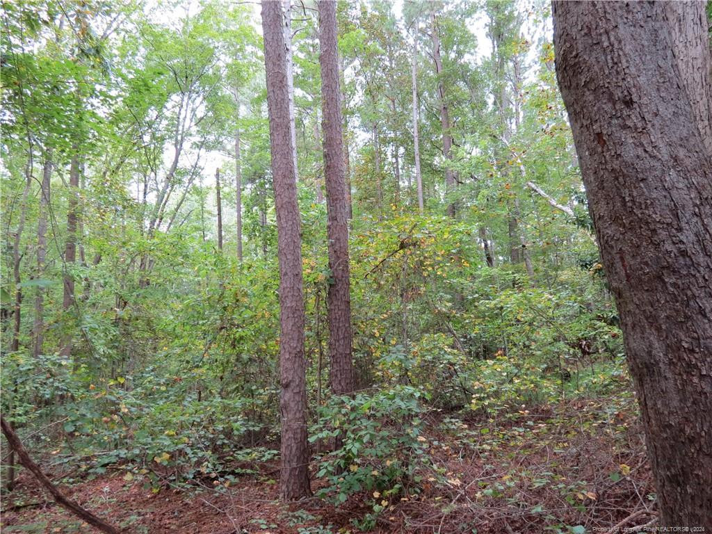0 Lick Creek Road Property Photo 4