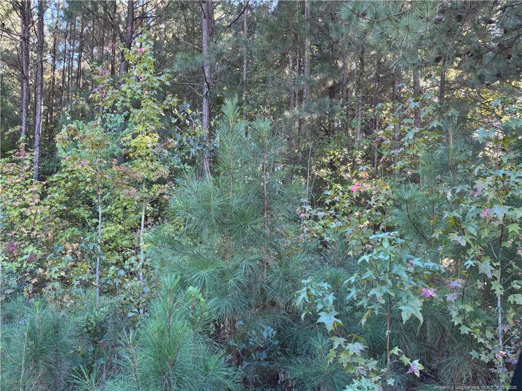 Lynx Lane Property Photo 10