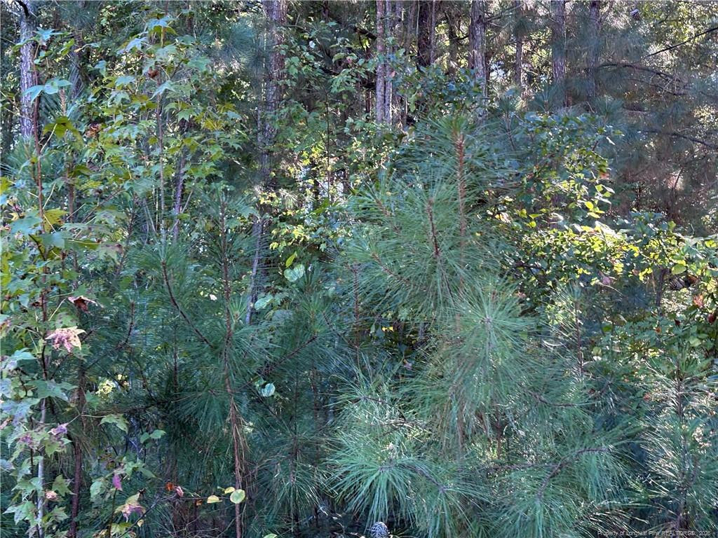 Lynx Lane Property Photo 11