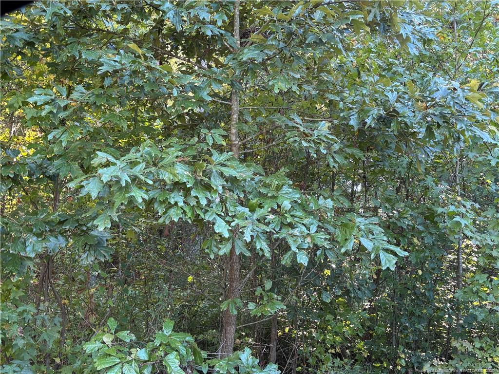 Lynx Lane Property Photo 18