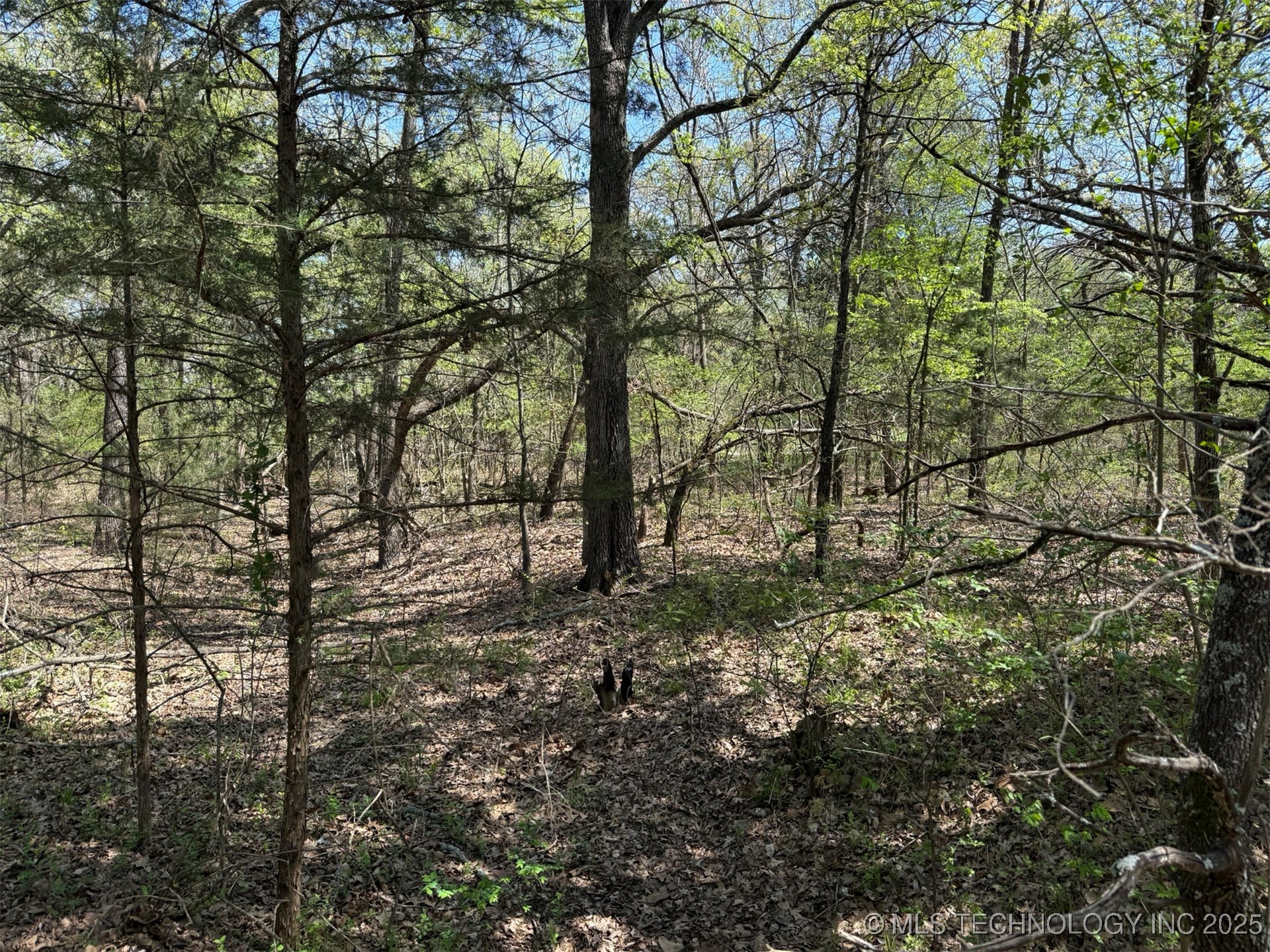 003 Willard Property Photo 8