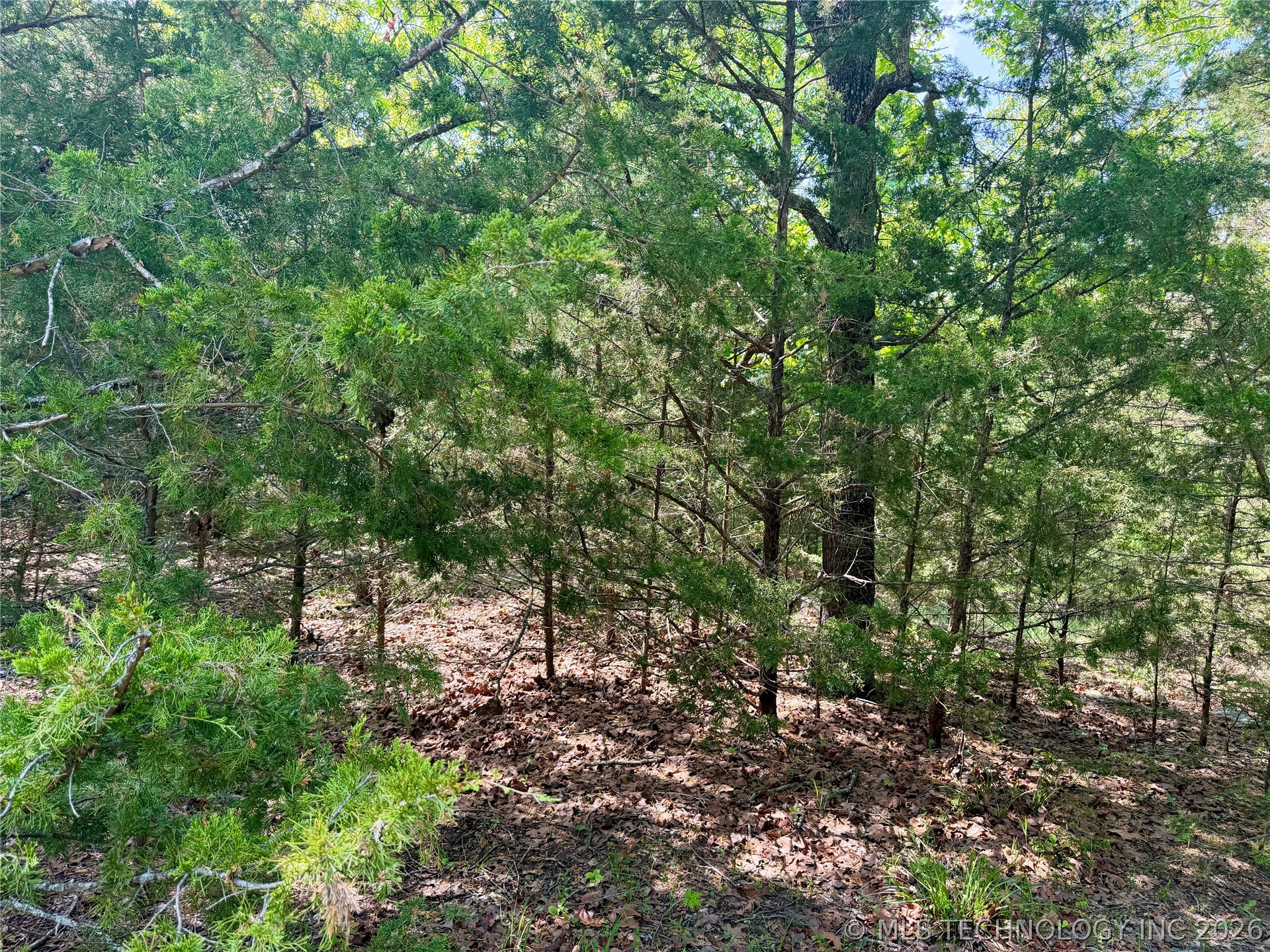 17 Council Tree Drive Property Photo 4