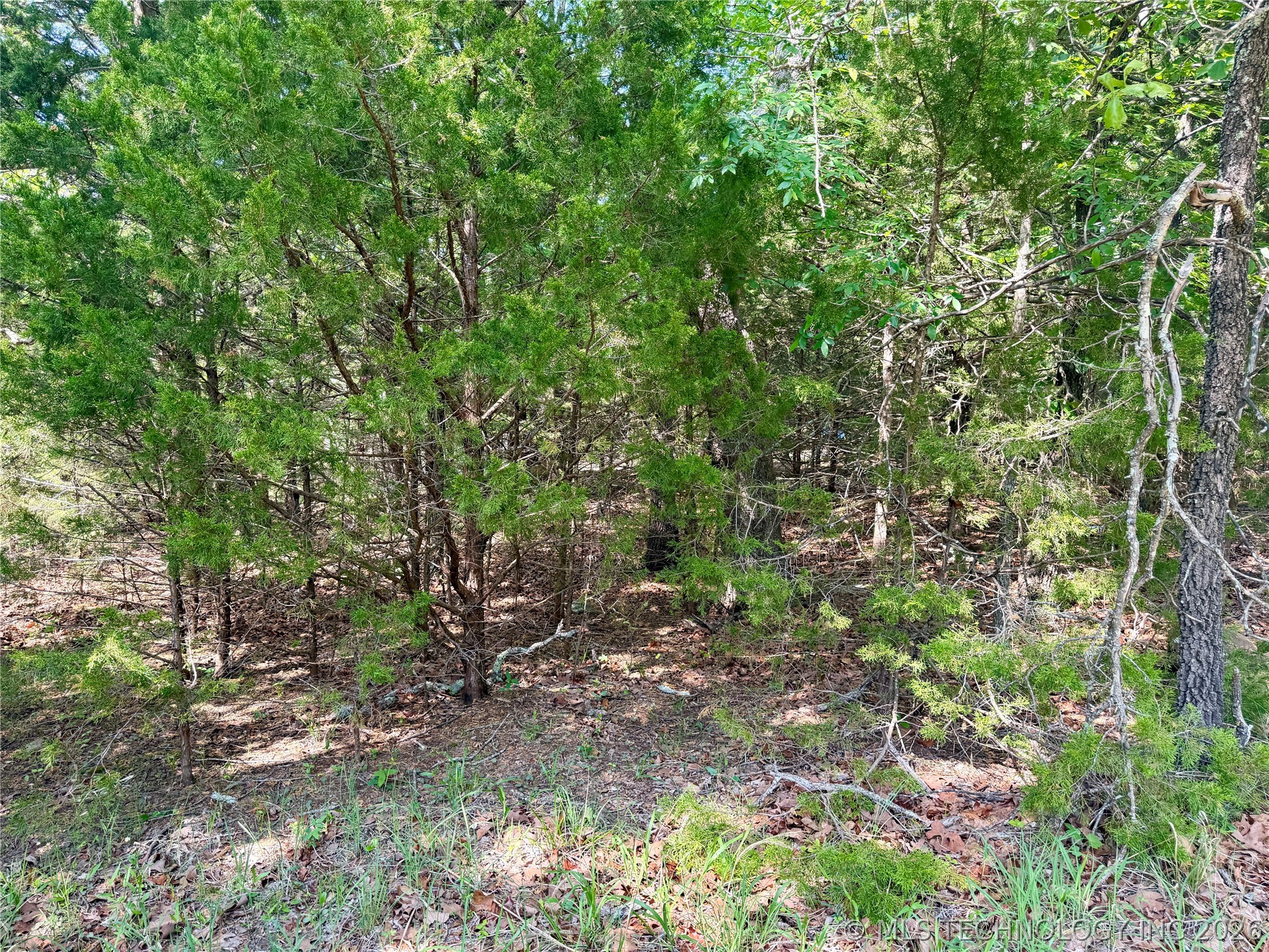 17 Council Tree Drive Property Photo 5