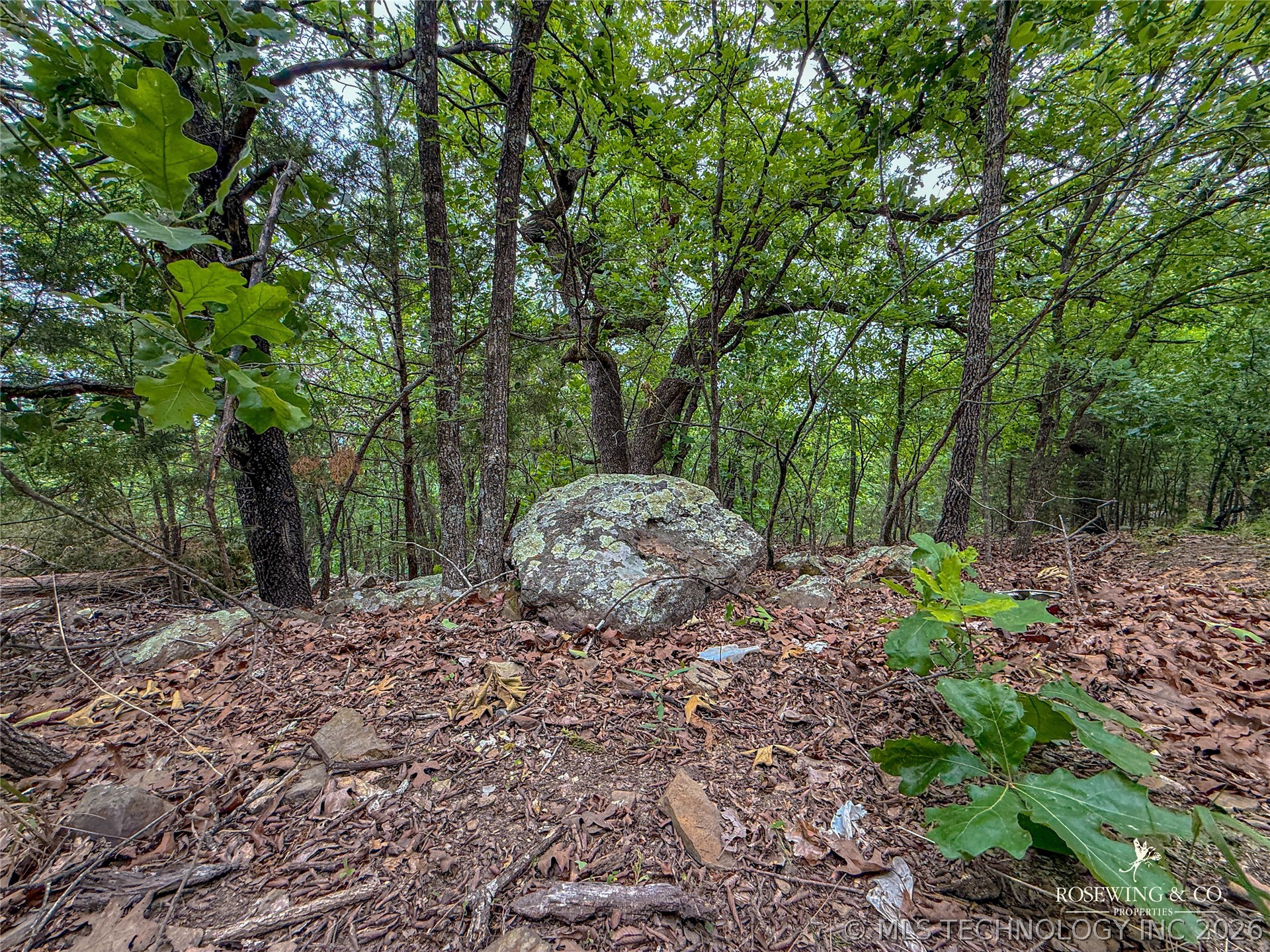 Pine Tree Road Property Photo 12