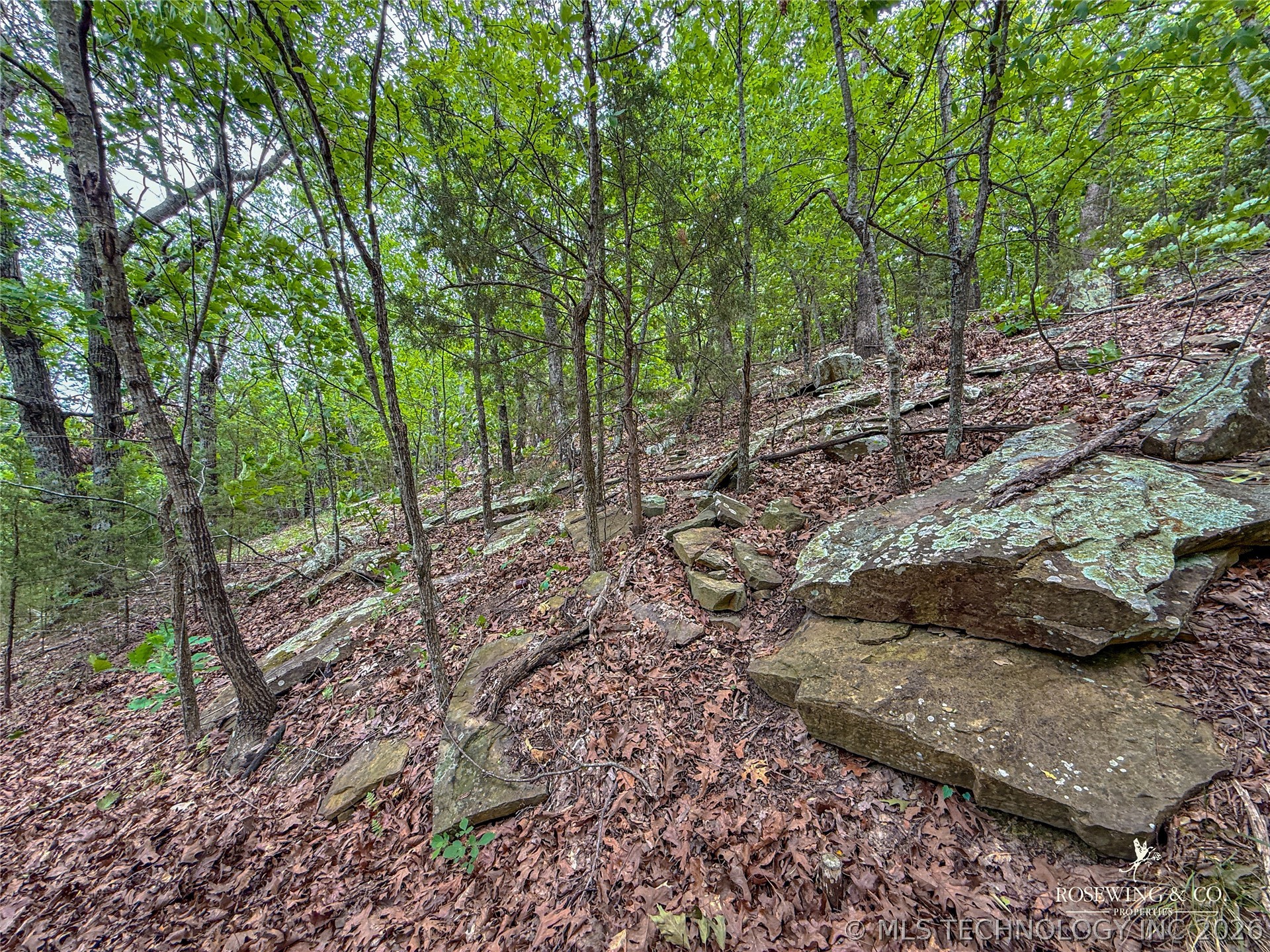 Pine Tree Road Property Photo 14