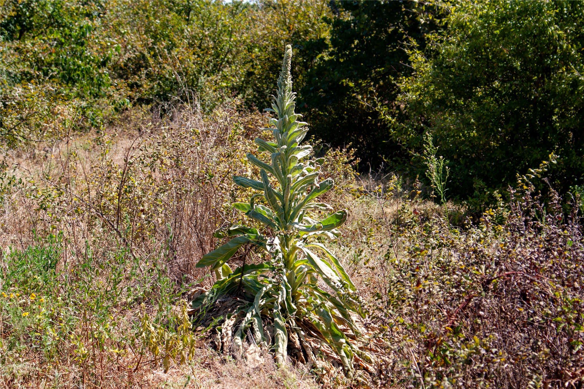 0000 3870 Road Property Photo 73