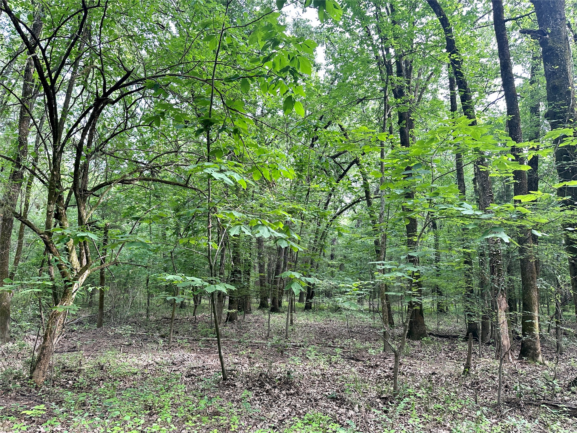 623 Dozer Mountain Road Property Photo 88