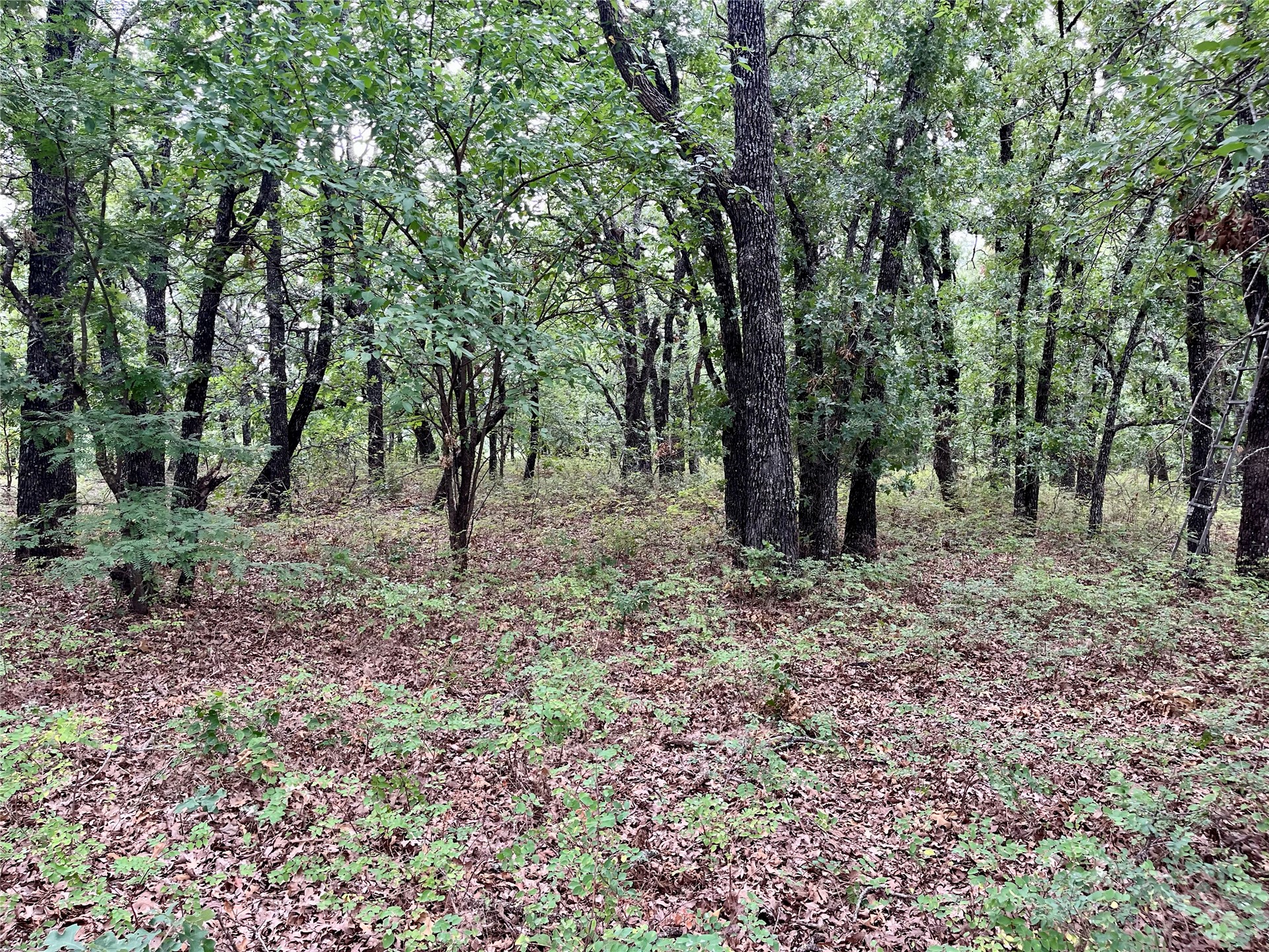 Maverick Road Property Photo 18