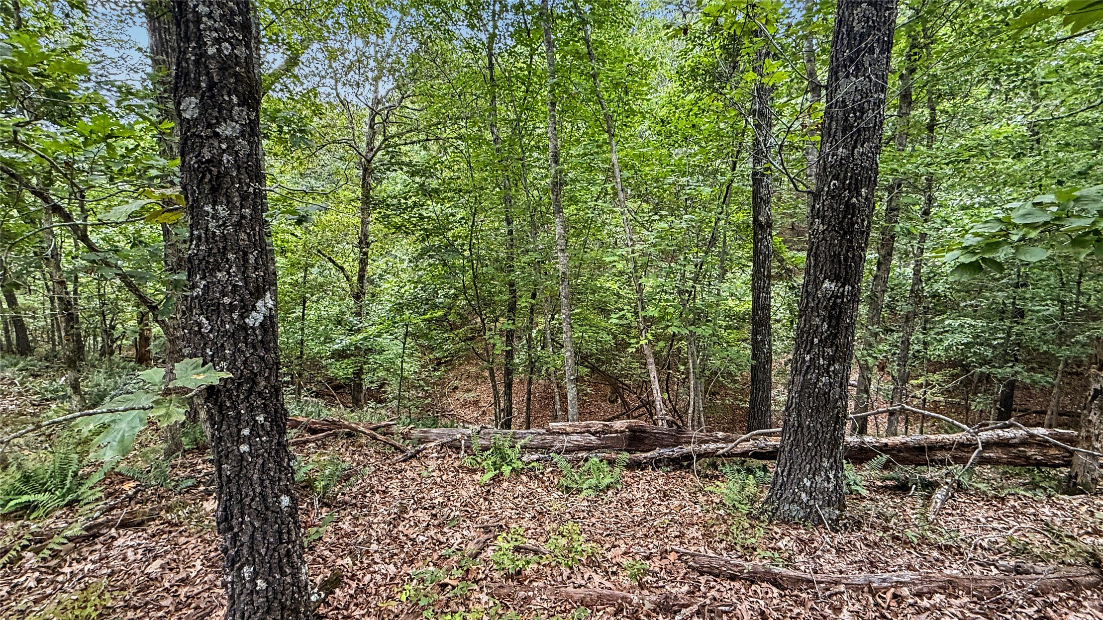 1595 Deer Lake Drive Property Photo 6
